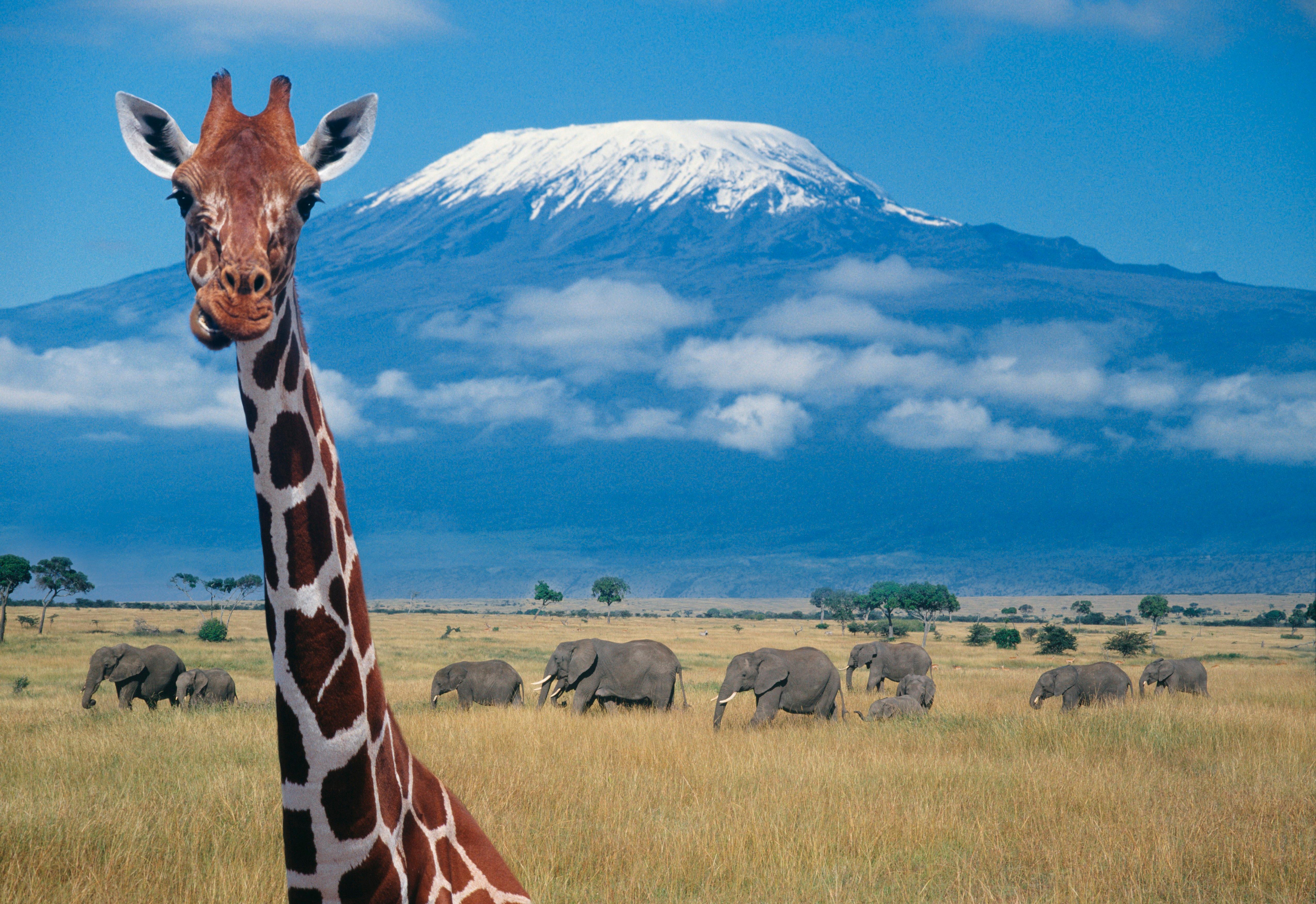 Танзания сафари Килиманджаро