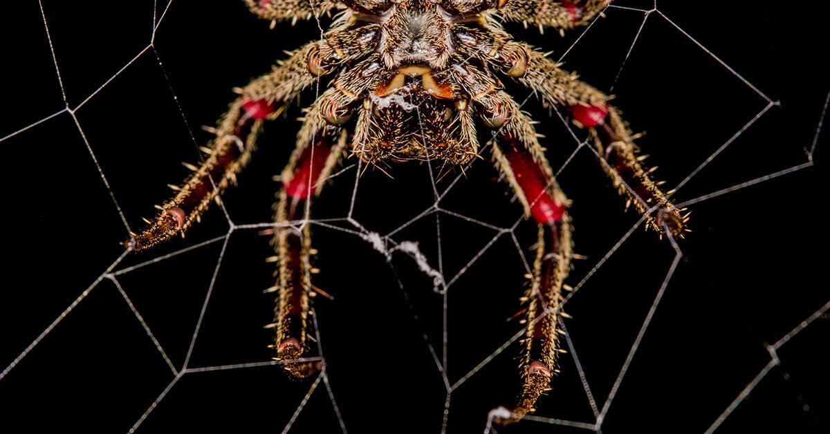 Fourteen Ways That Spiders Use Their Silk | Science | Smithsonian Magazine - Vimarsana News