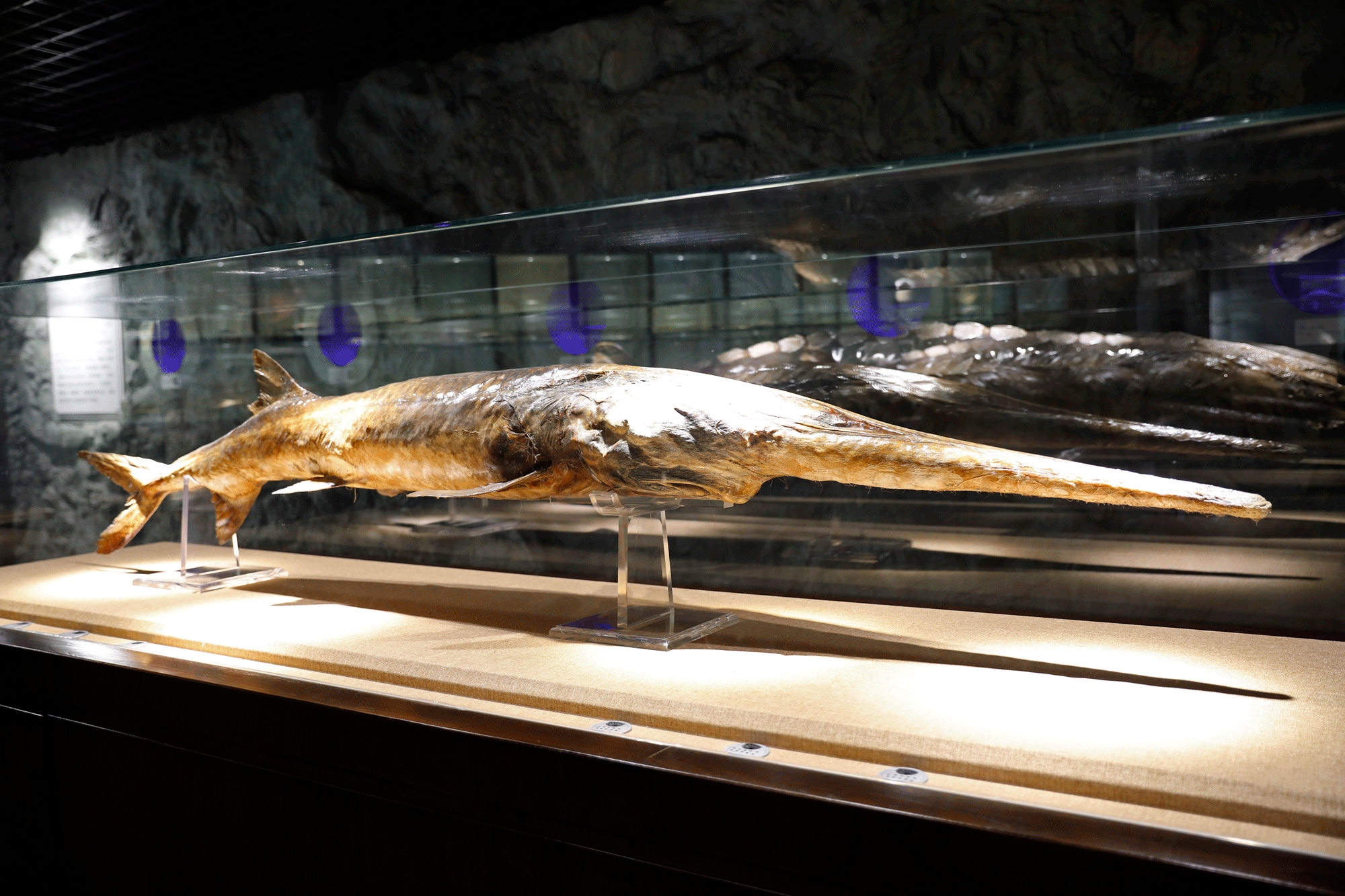 A Chinese paddlefish specimen made in 1990 is seen on display at the Museum of Hydrobiological Science of the Chinese Academy of Sciences in Wuhan, China. The Chinese paddlefish's sharp, protruding snout made it one of the largest freshwater species in the world.