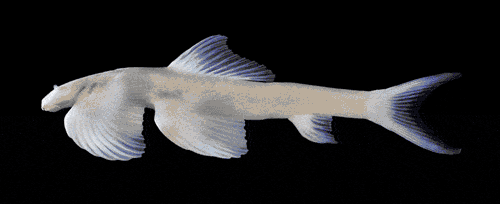 cave angel fish skeleton