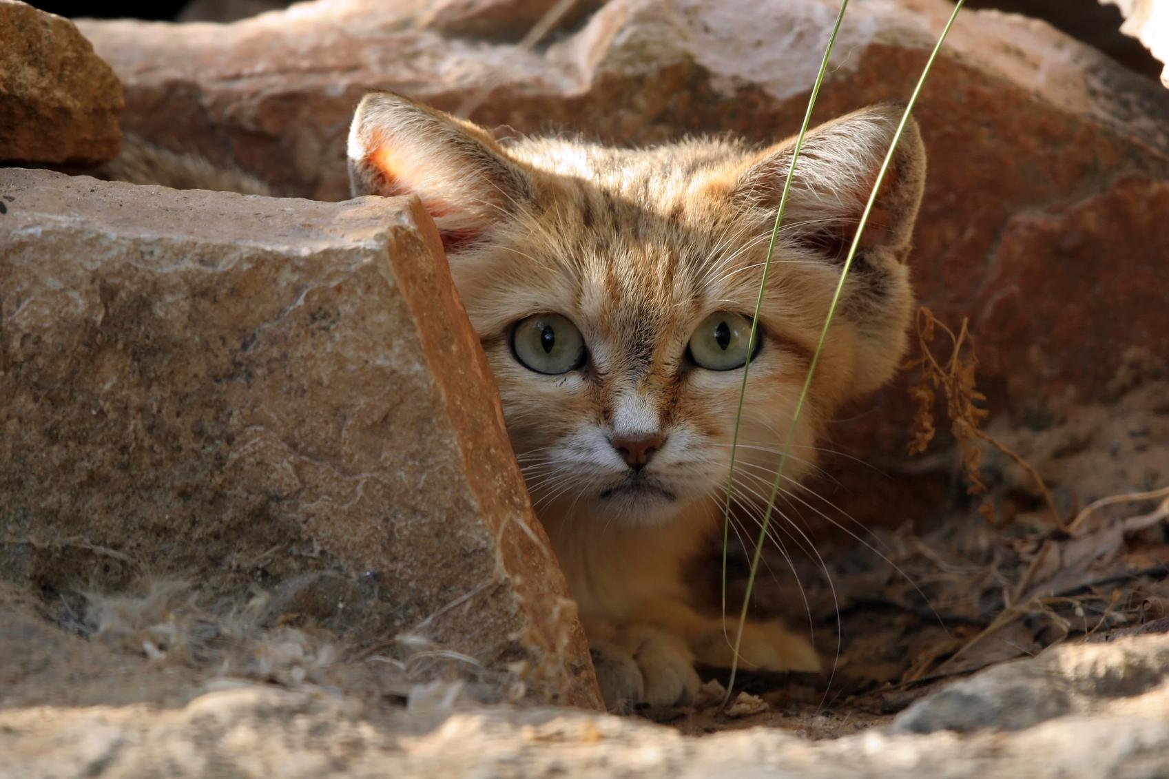 Фото бархатной кошки