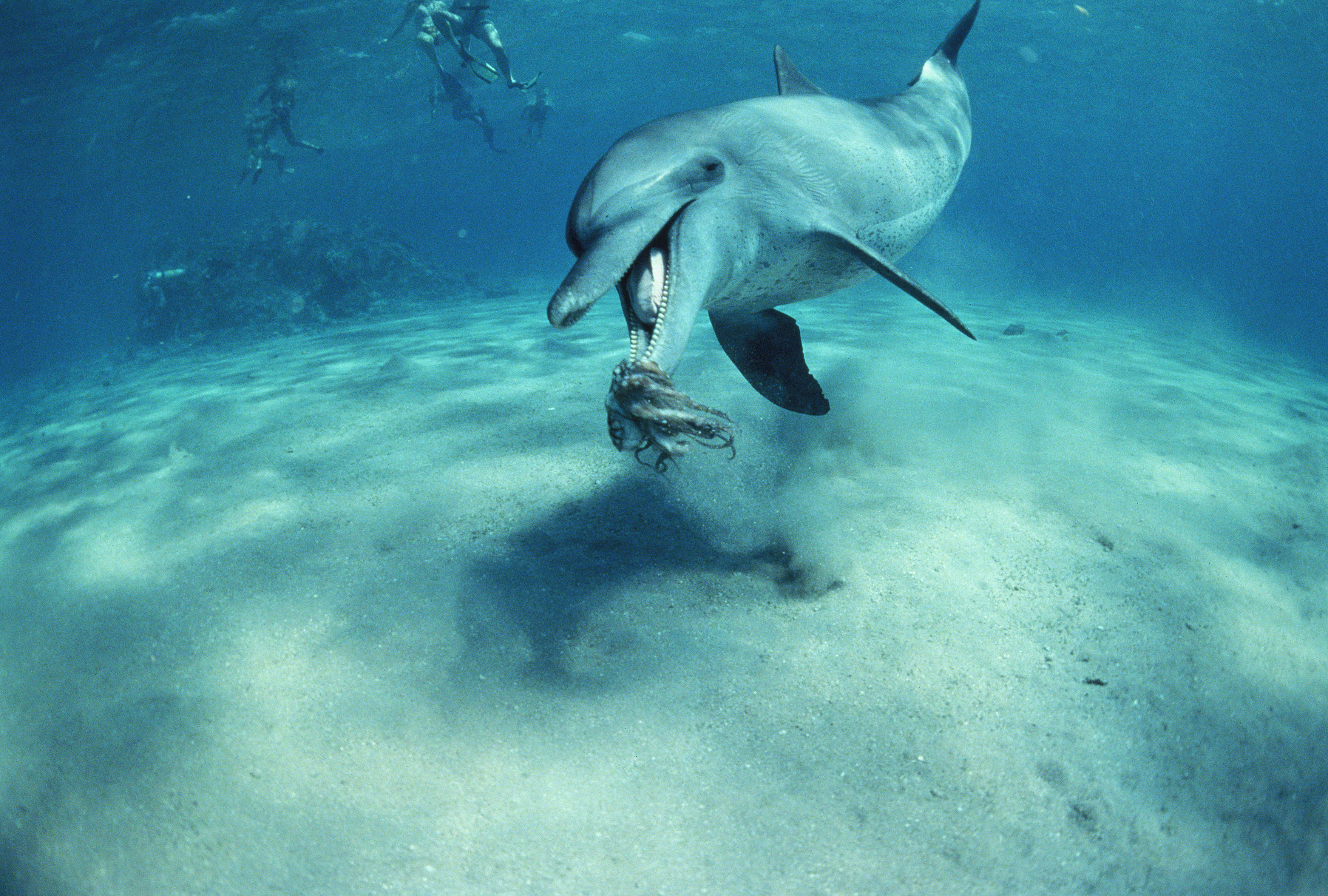 Дельфин живет в воде. Дельфины. Дельфины картинки. Дельфин в воде. Дельфины под водой.