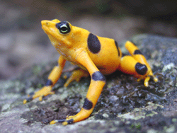 golden-frog-panama-amphibain-ark.gif