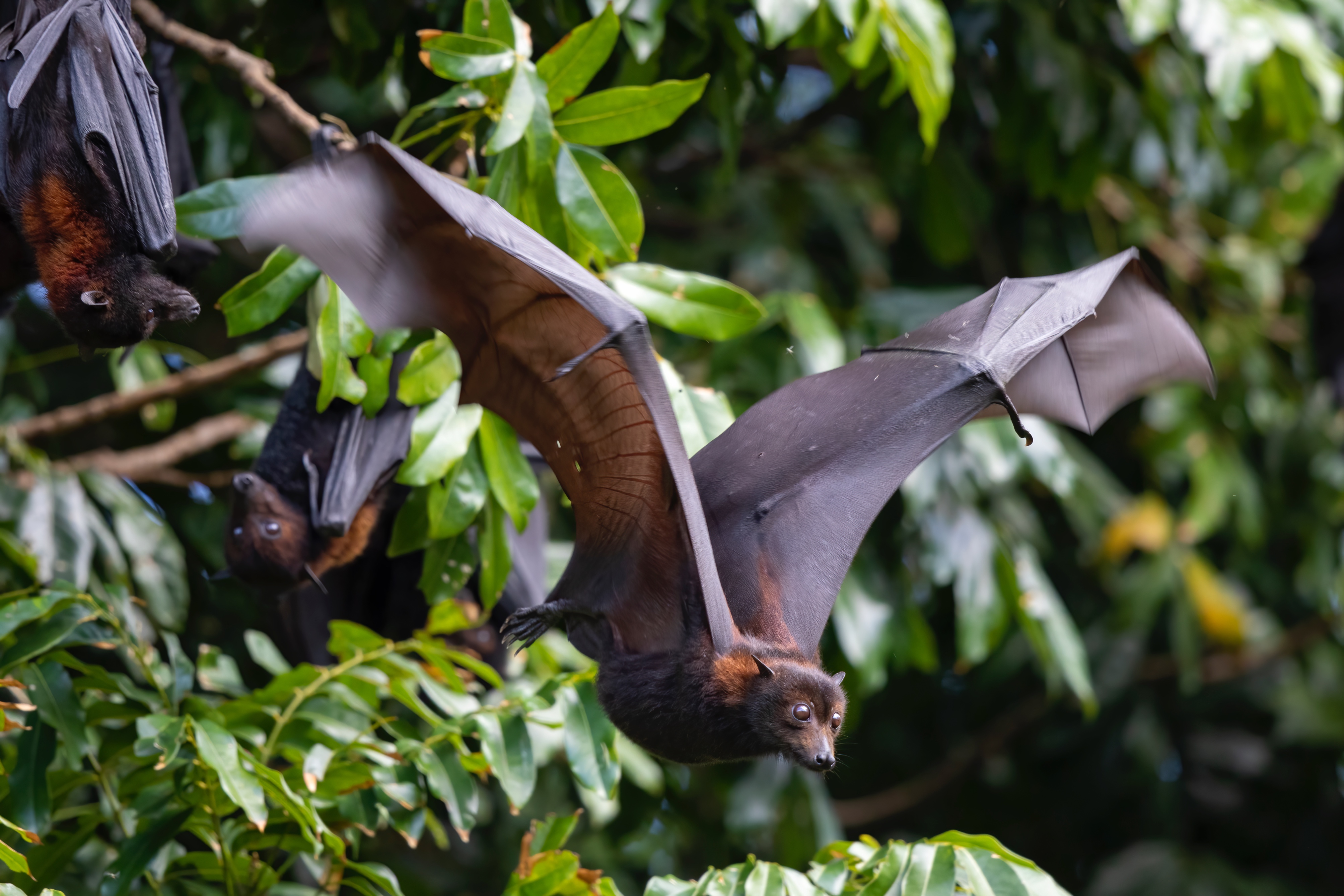 Explore Viral Bat Research and More Natural History Programs This March - Vimarsana News