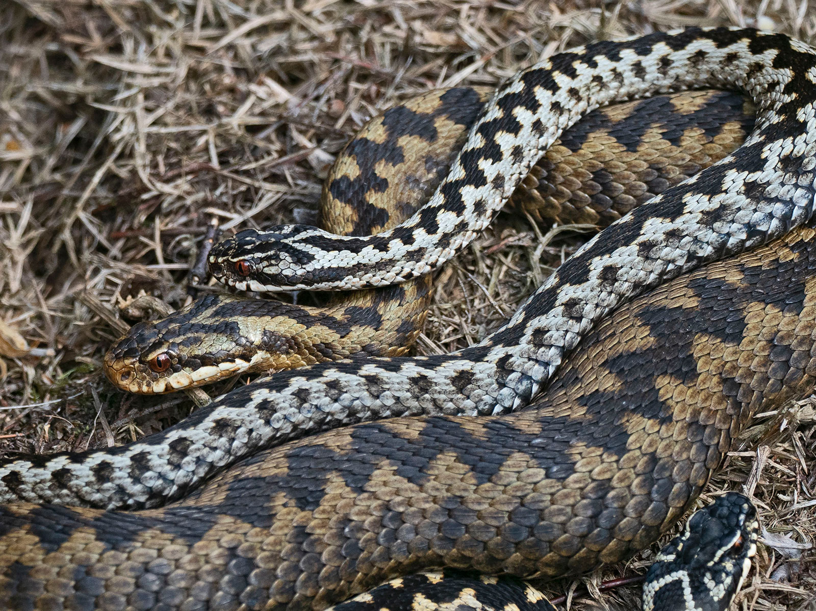 Why Did Scientists Wait So Long to Study the Snake Clitoris? | Science - Vimarsana News