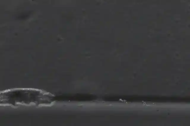 An animation of a tardigrade lumbering along