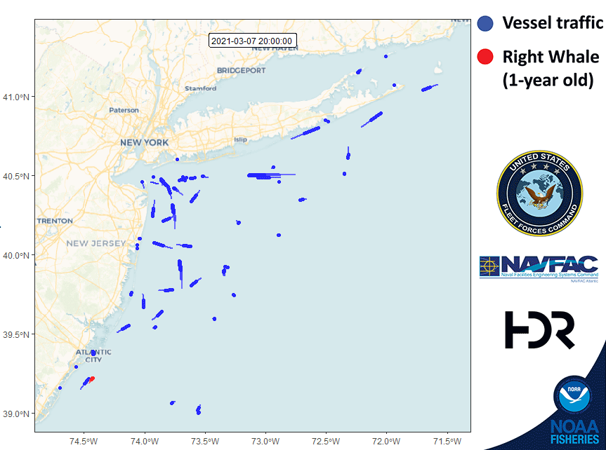 a map showing how ships move across New England's coast and where those paths overlap with that of a whale