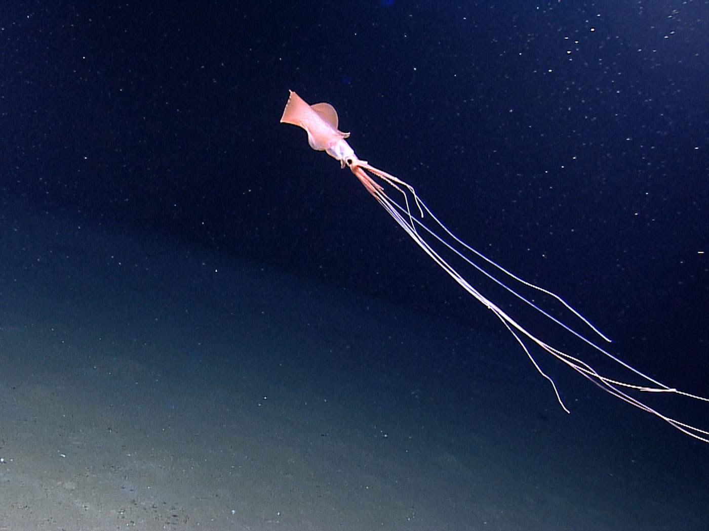 Scientists Find the World's Deepest-Dwelling Squid | Science - Vimarsana News