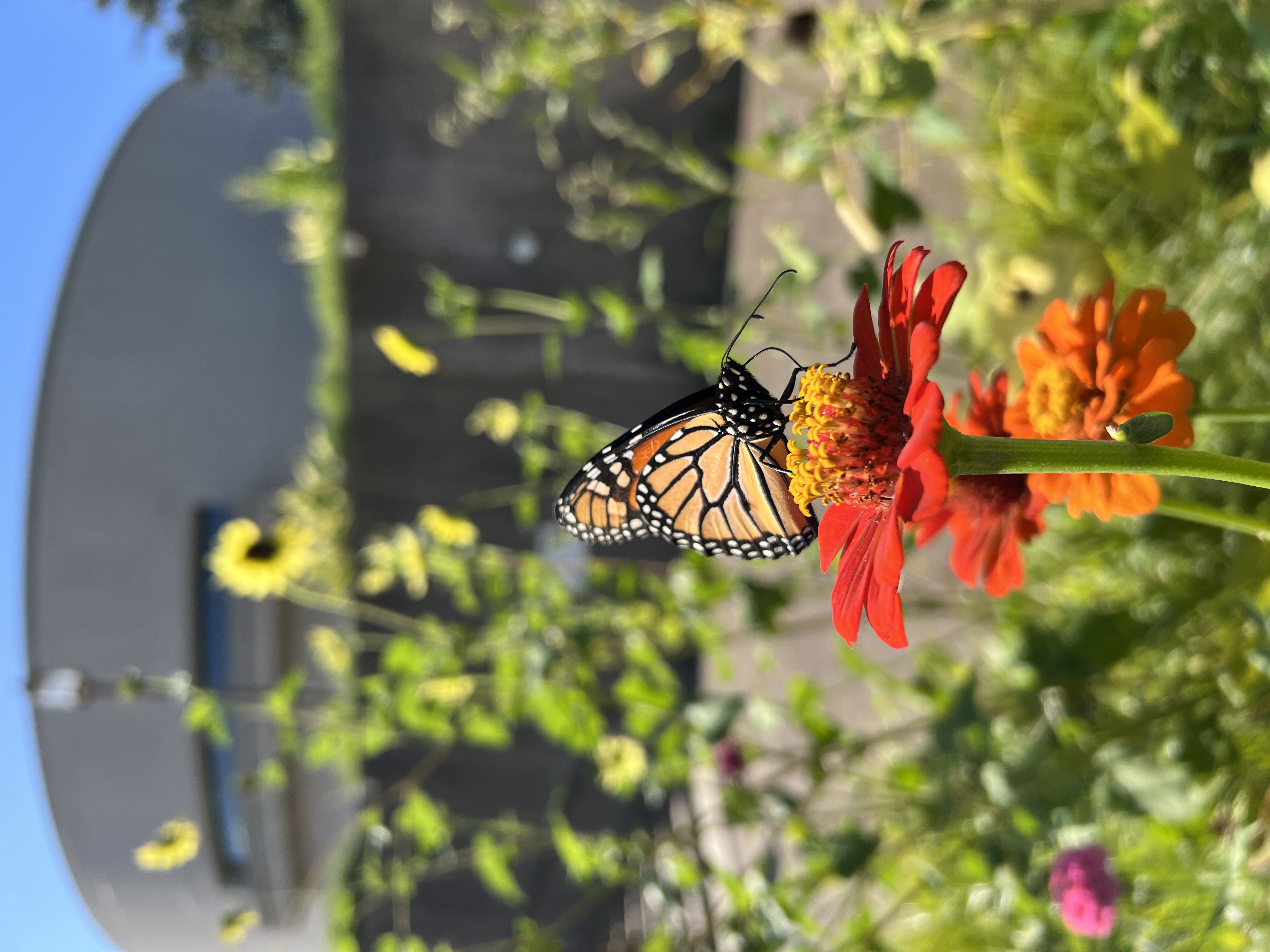 monarch on a flower