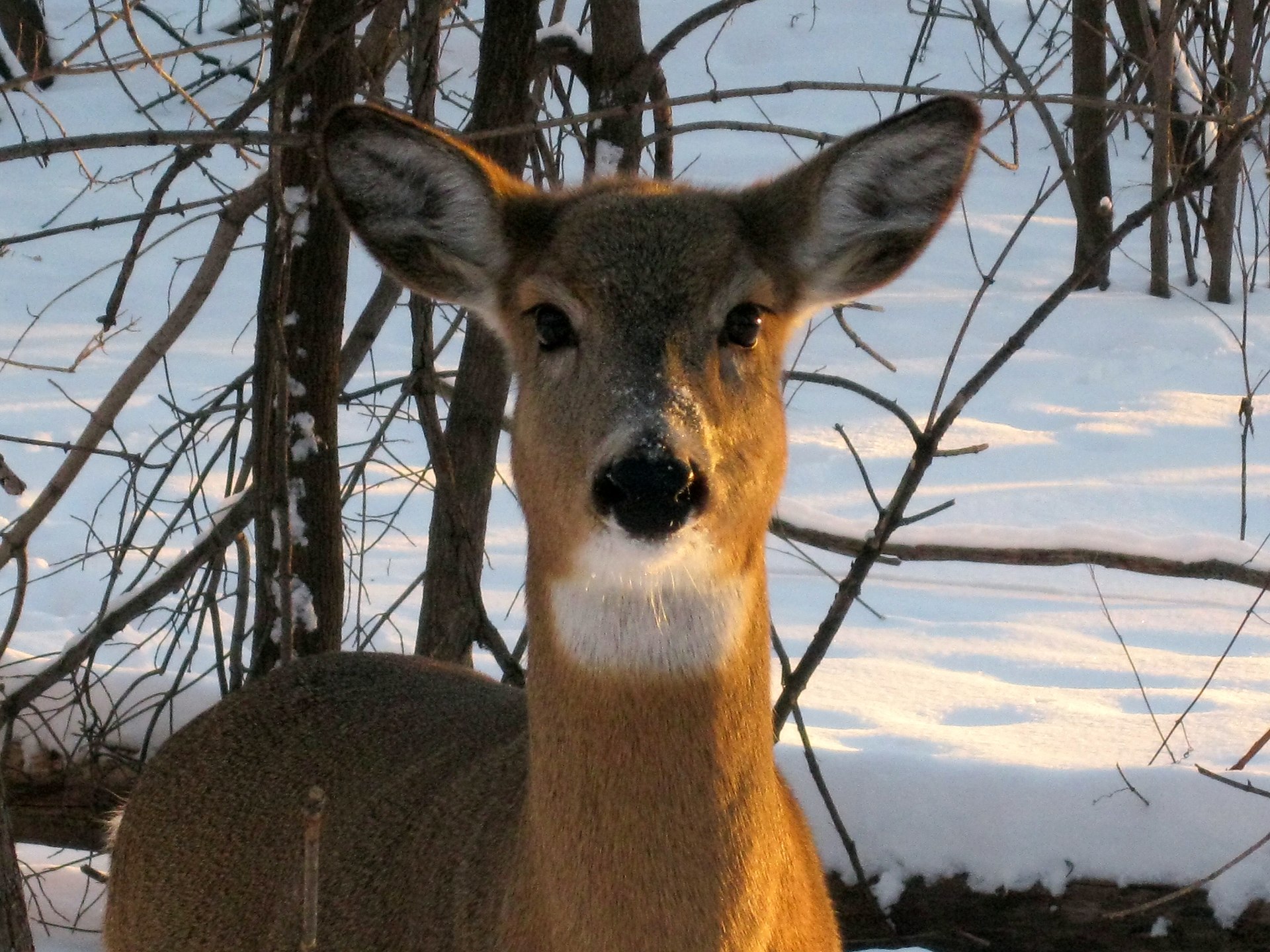 Wildlife Biologists Prioritize Monitoring Wild Animals for SARS-CoV-2 | Smart News - Vimarsana News