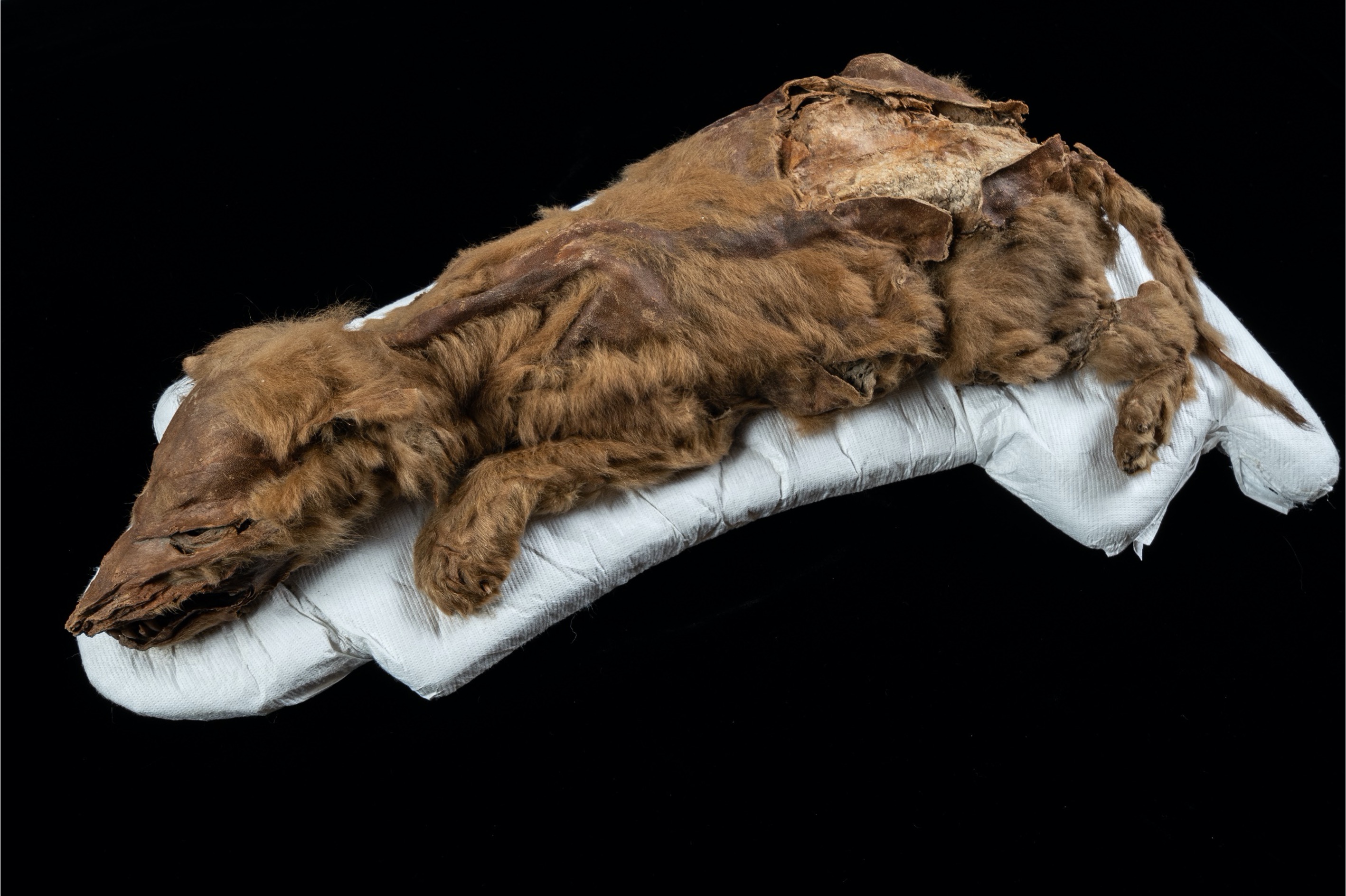 Five Fascinating Ice Age Finds Discovered in Yukon Permafrost | Science - Vimarsana News