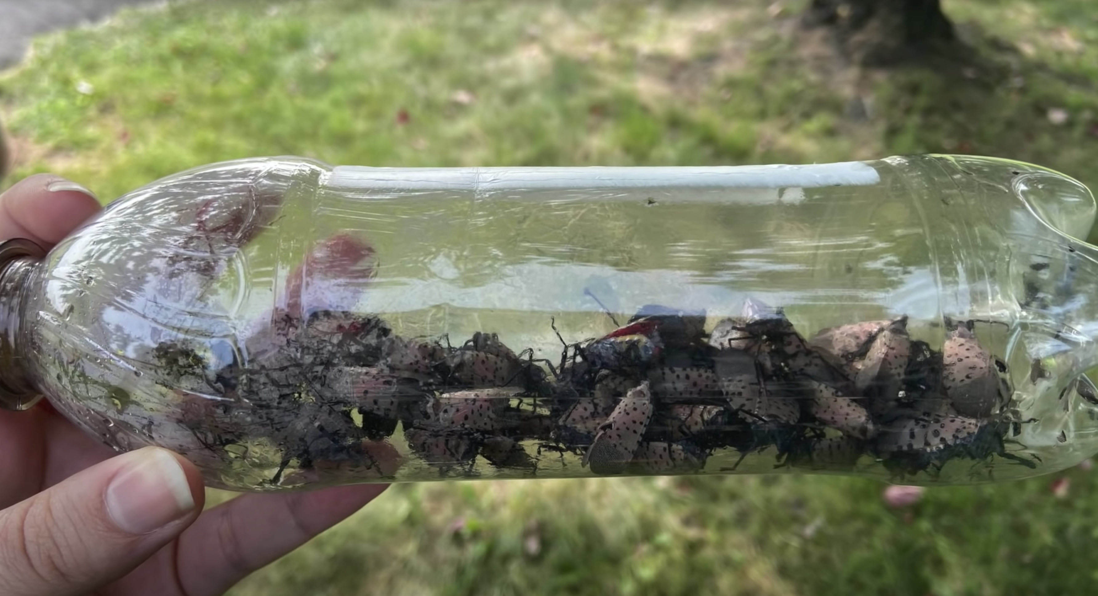 How to Easily Catch Spotted Lanternflies Using a Water Bottle | Smart News - Vimarsana News