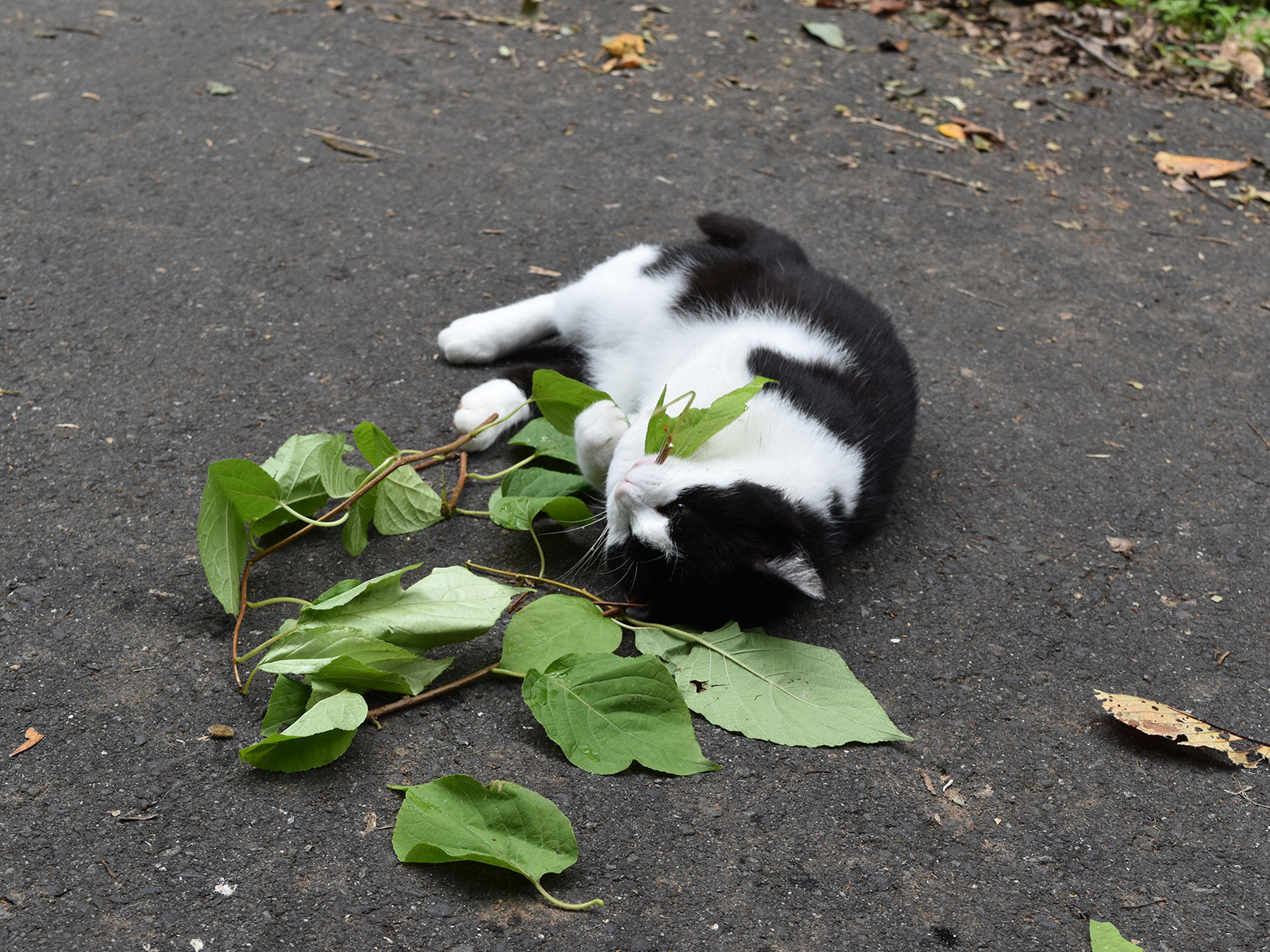 When Cats Chew Catnip, It Works as a Bug Spray | Science - Vimarsana News