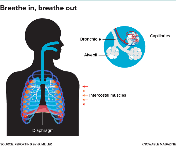 Anatomie dýchání