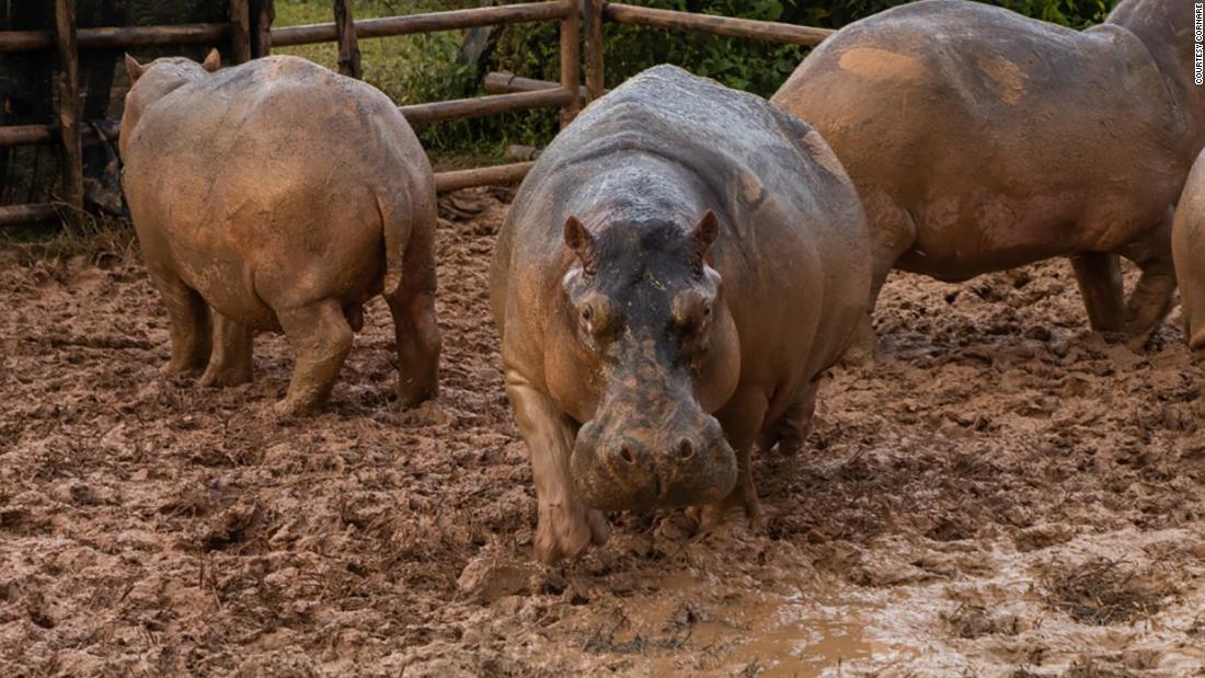 Officials Use Contraceptives to Control Pablo Escobar's 'Cocaine' Hippos | Smart News - Vimarsana News