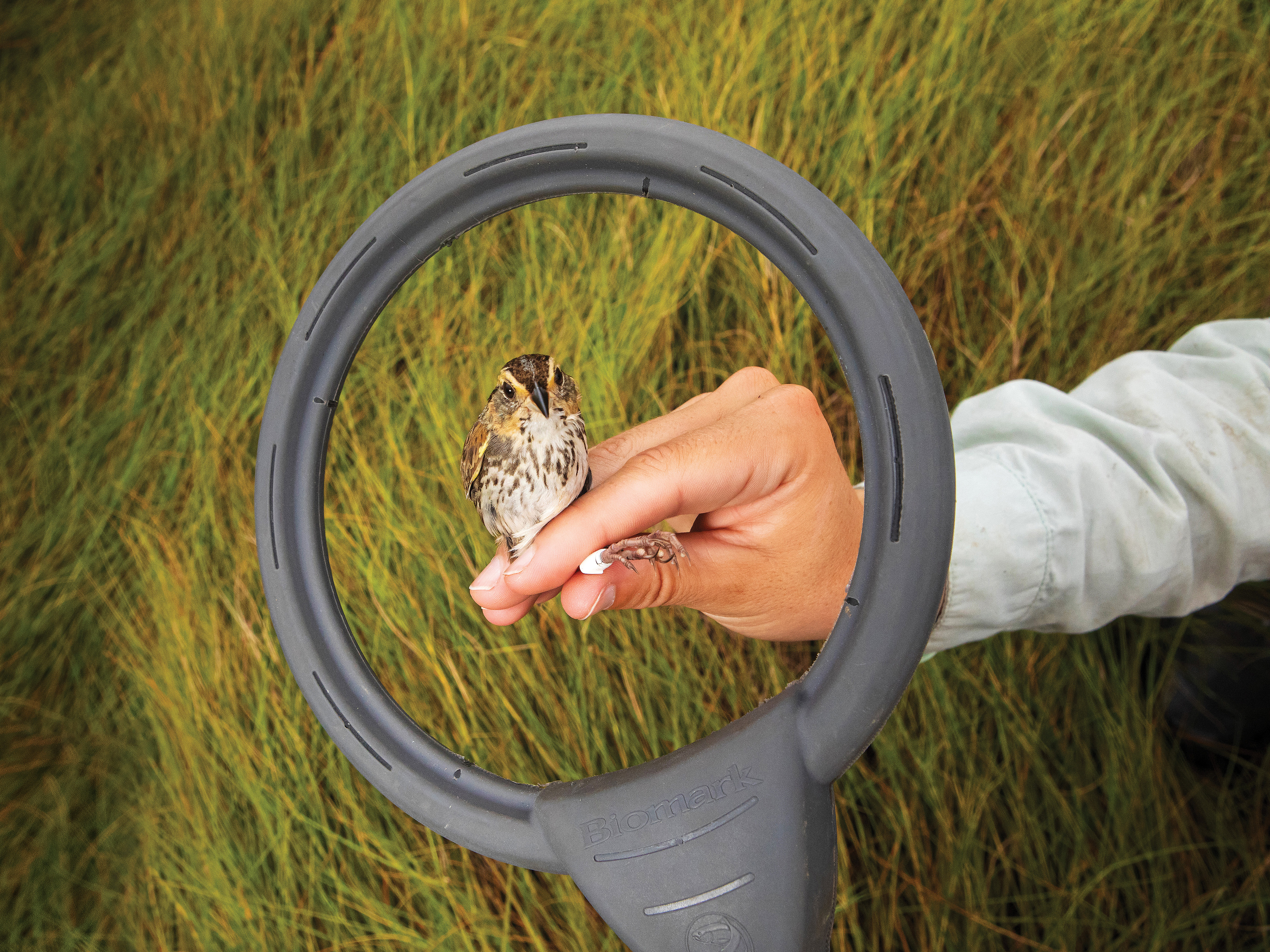 Saving the Imperiled Saltmarsh Sparrow | Science | Smithsonian Magazine - Vimarsana News