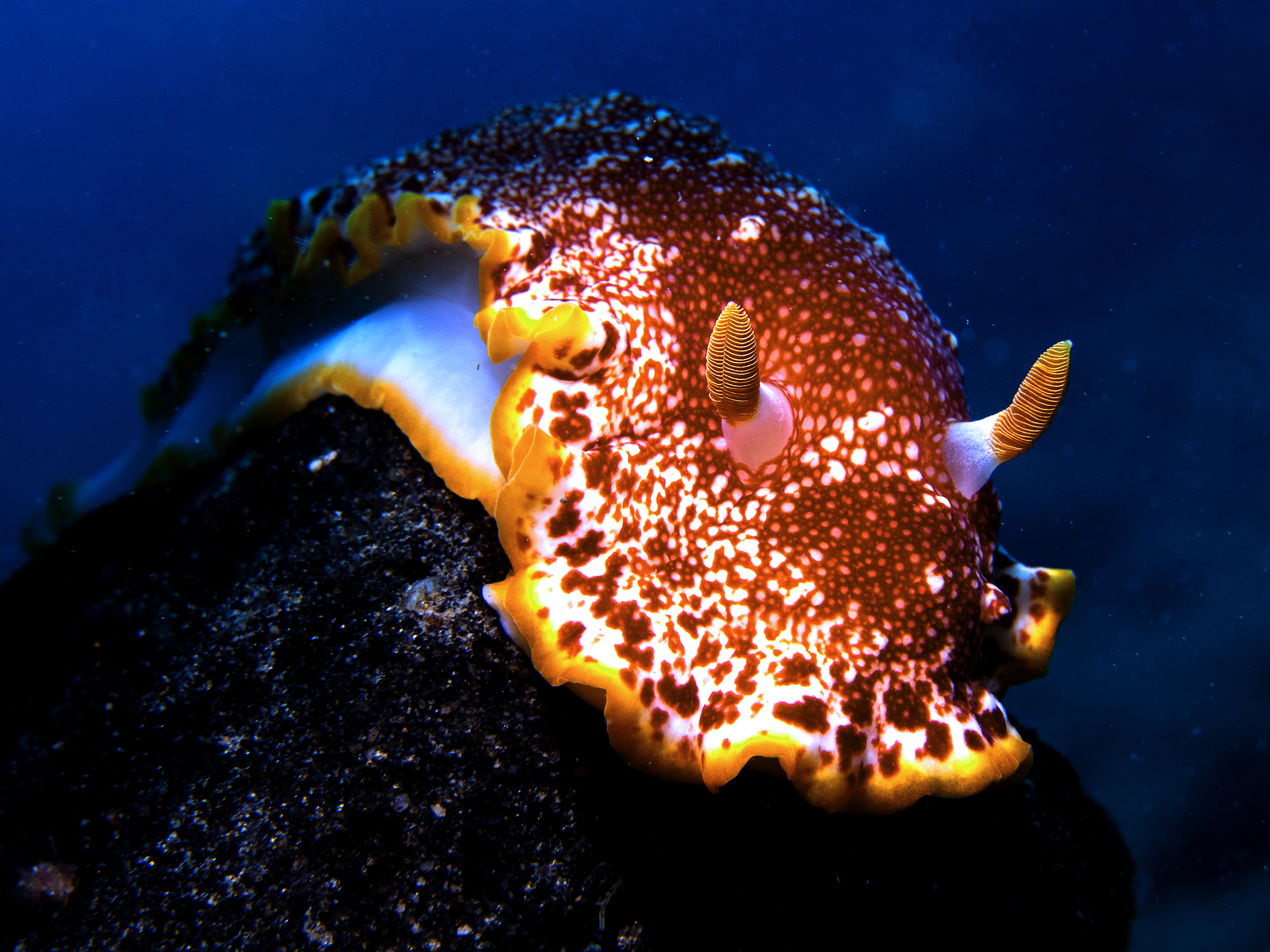 Nacktschnecke in der Natur