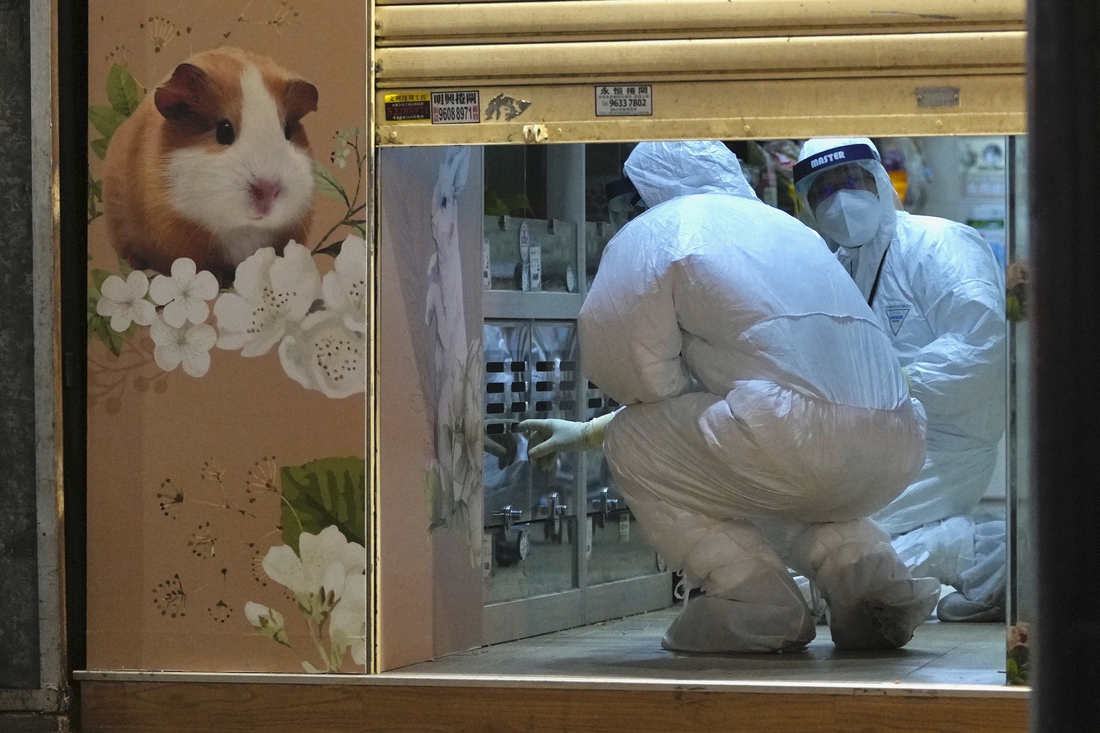 Hong Kong Will Cull Thousands of Hamsters and Small Animals After Delta Variant Was Detected in a Pet Shop | Smart News - Vimarsana News