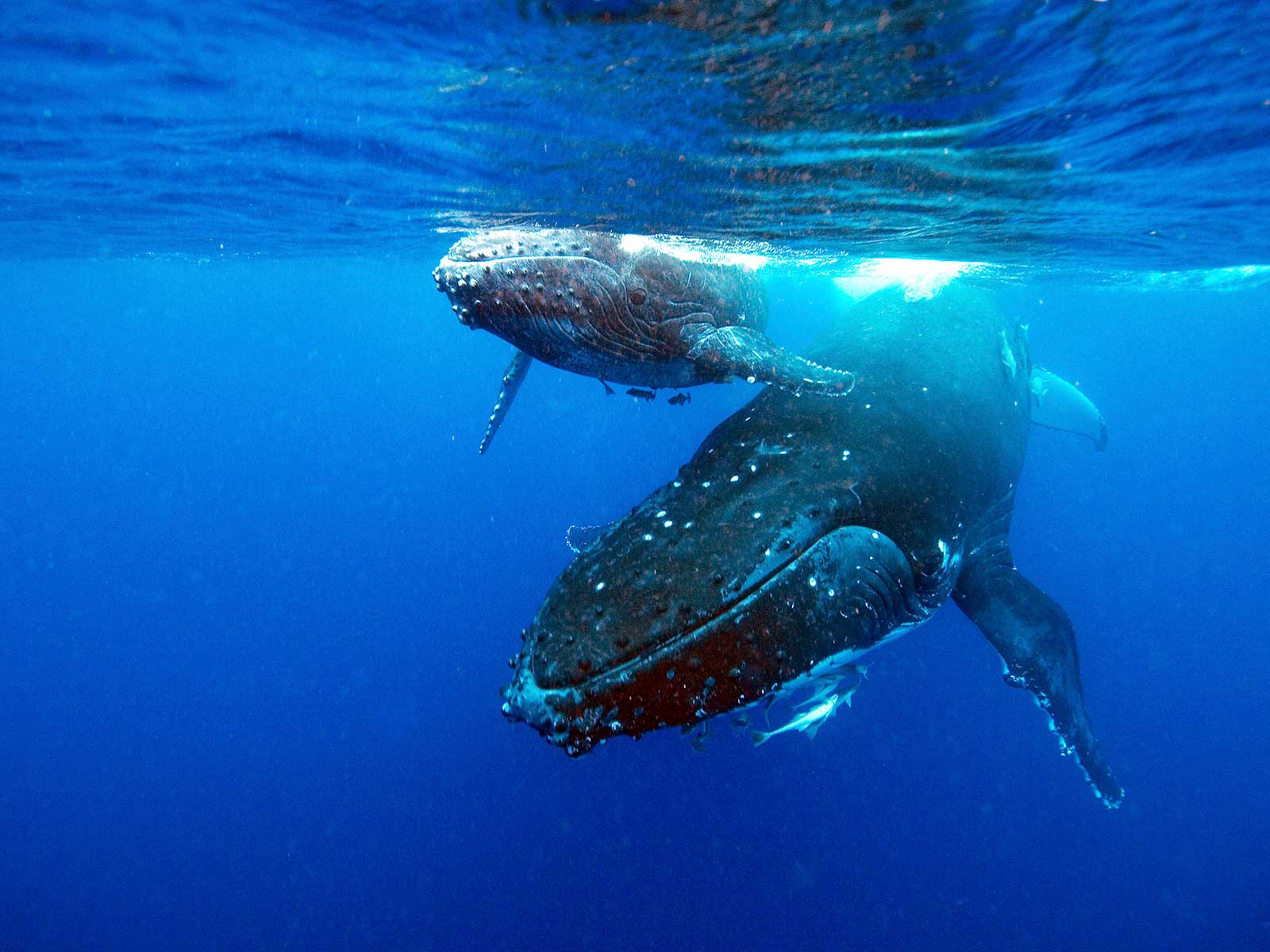 The Top Ten Ocean Stories of 2021 | Science | Smithsonian Magazine - Vimarsana News