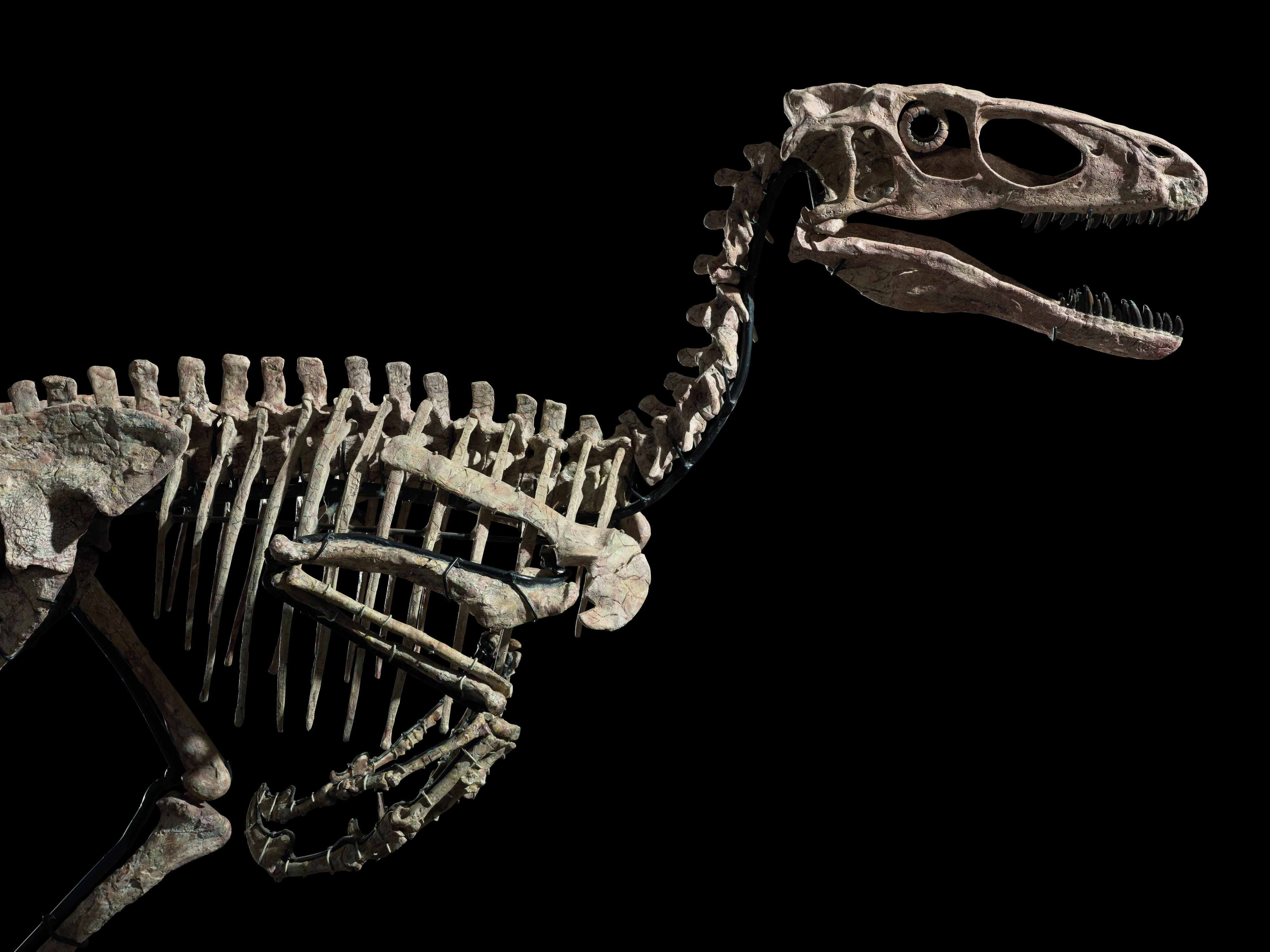 Should the Skeleton of a Dinosaur That Helped Inspire 'Jurassic Park' Be Sold to the Highest Bidder? | Smart News - Vimarsana News