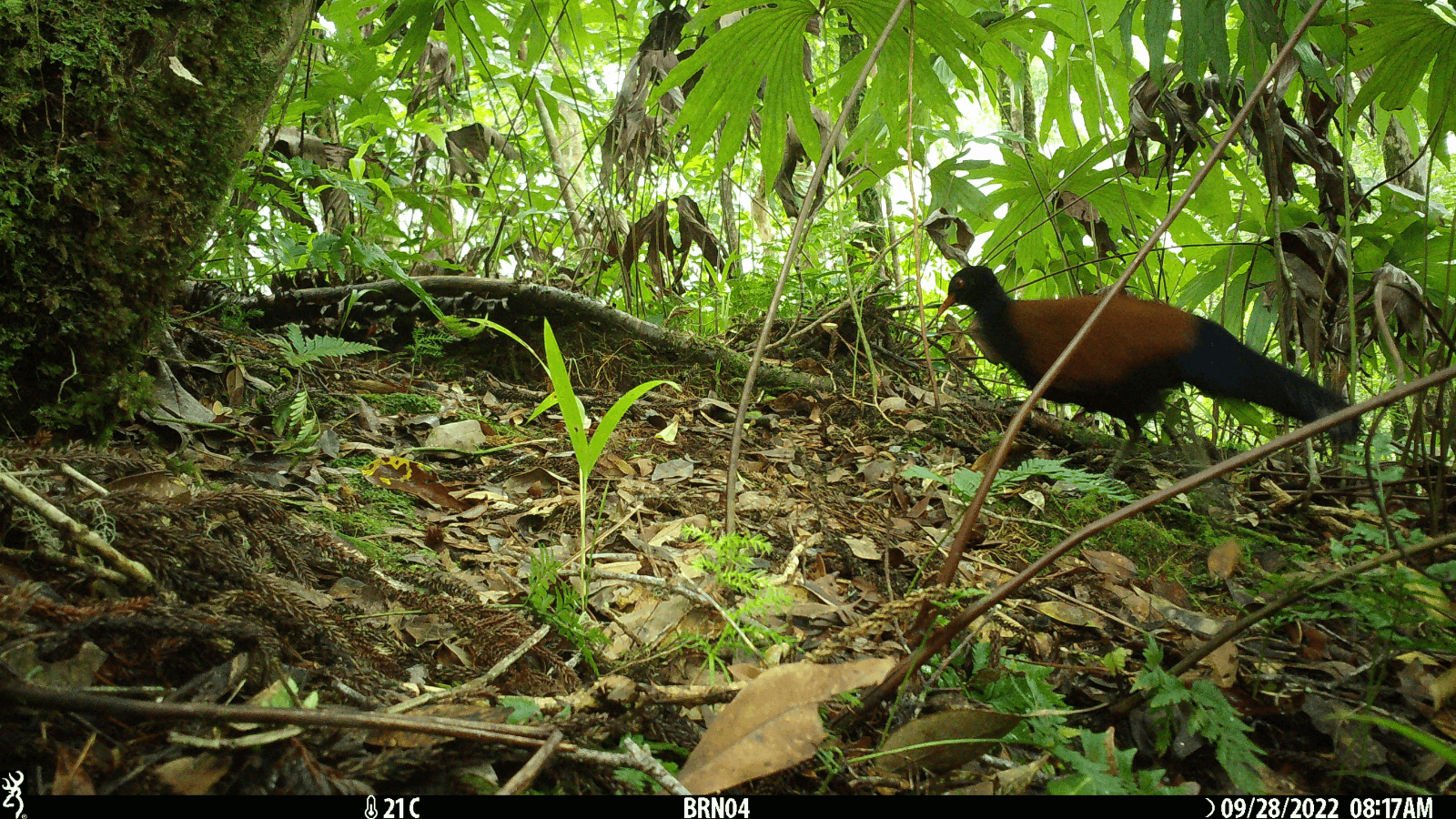 Those ‘Misplaced’ Hen Species Haven’t Been Noticed in at Least a Decade – and Scientists Need Lend a hand Discovering Them