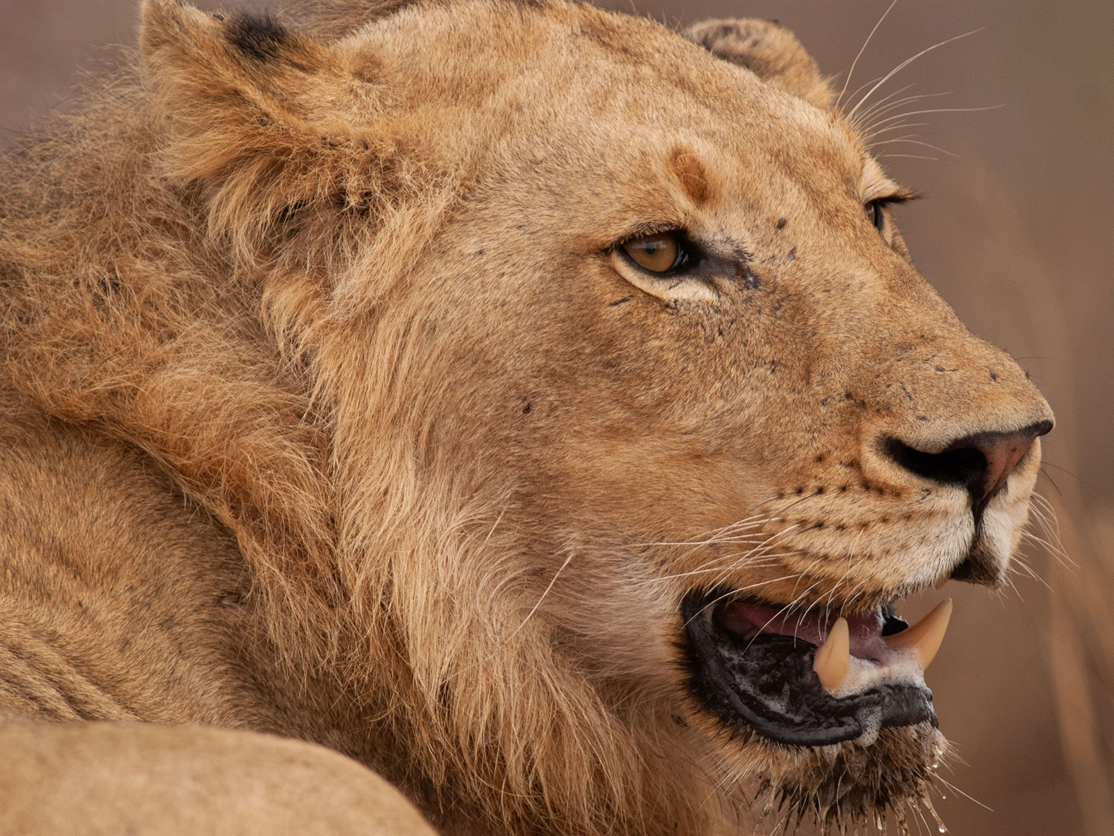 What 70 Years of Data Says About Where Predators Kill Humans | Science - Vimarsana News