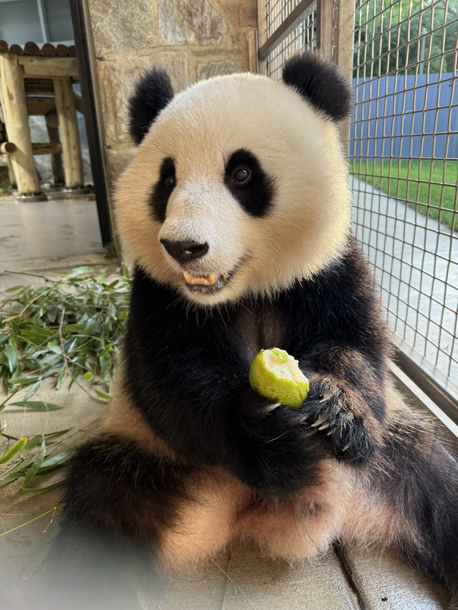 See the National Zoo's 2025 Giant Panda Photos, image size:1536x2048