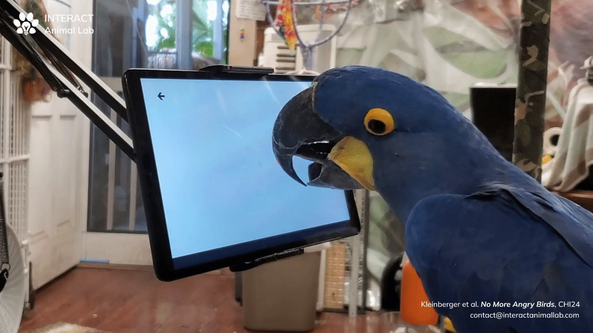 GIF if blue parrot playing a tablet game