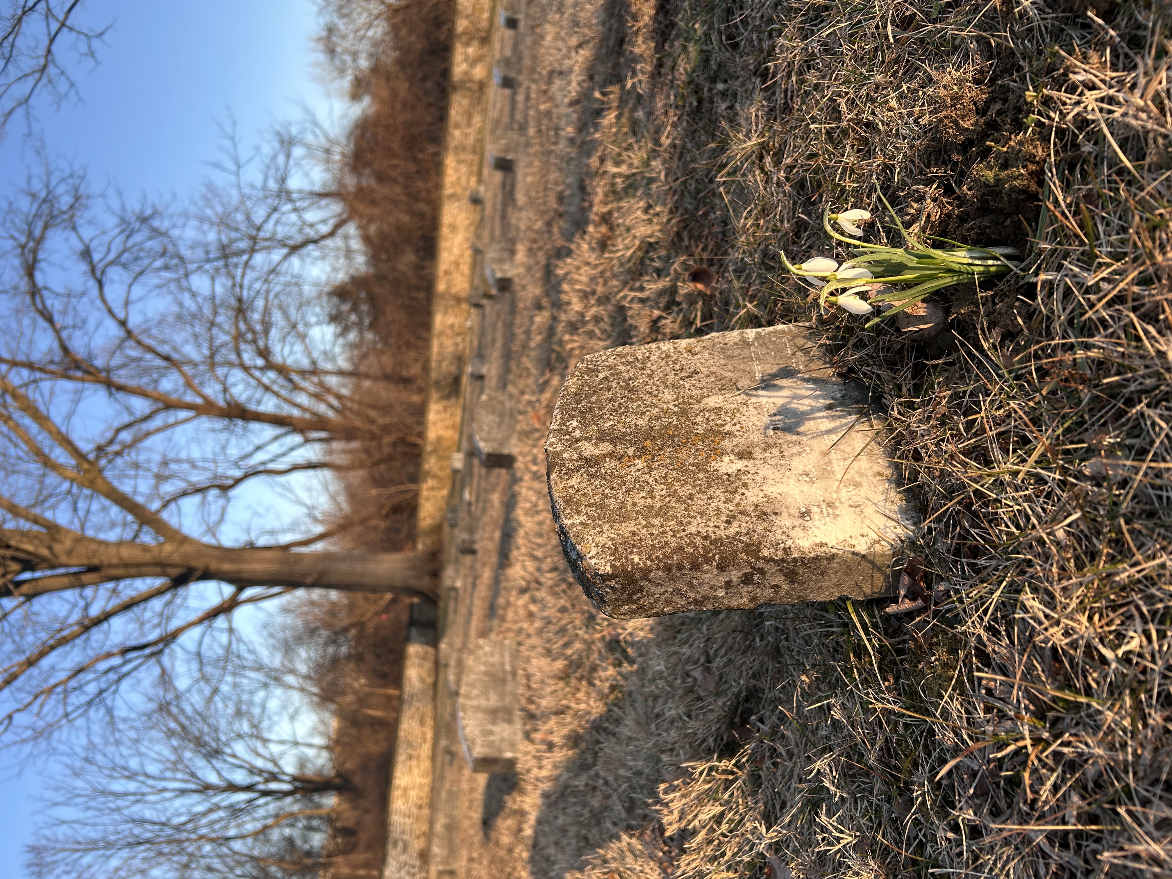 snowdrops in front of a headstone