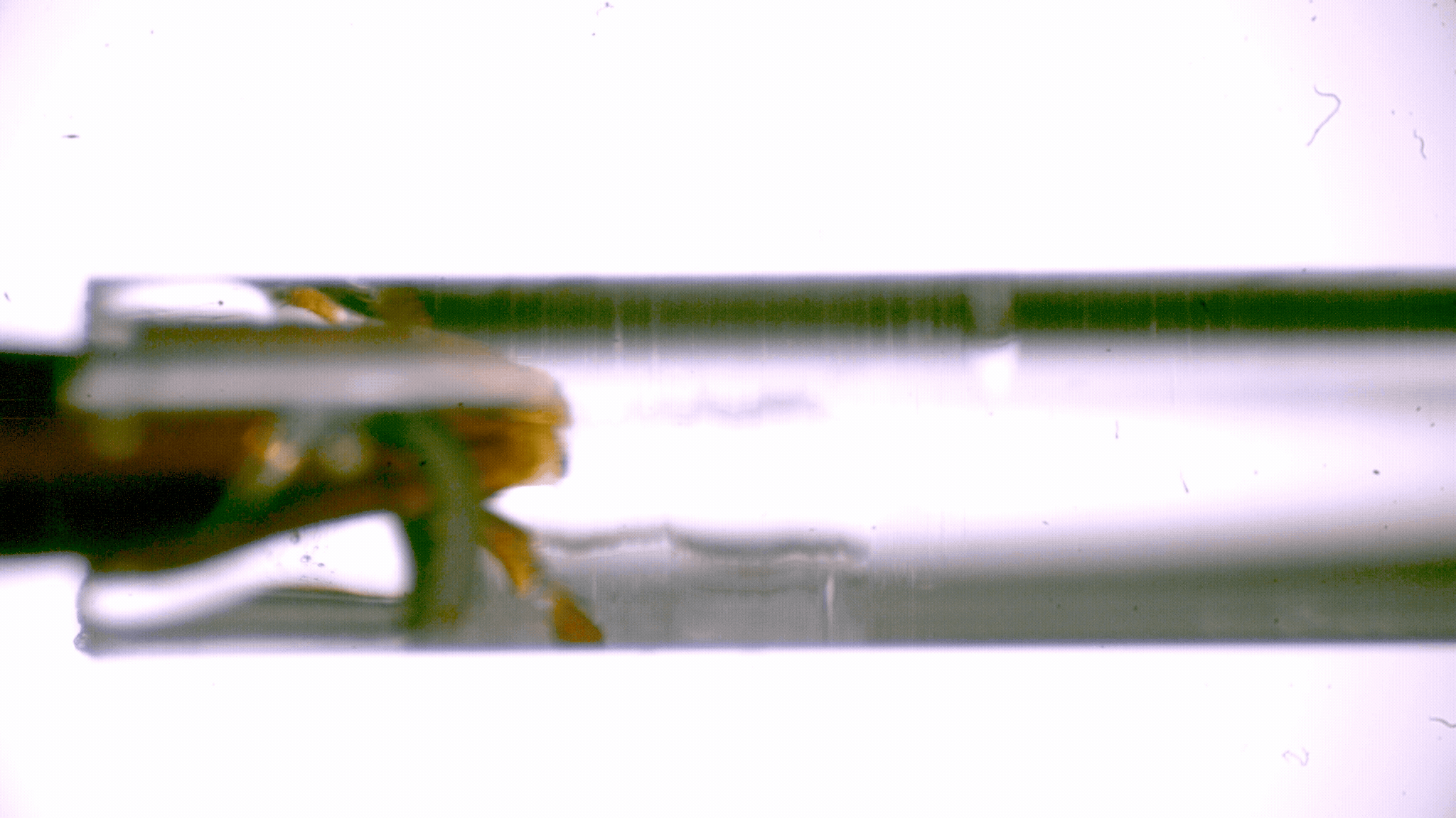 A moving image showing a furry tongue slurping up nectar