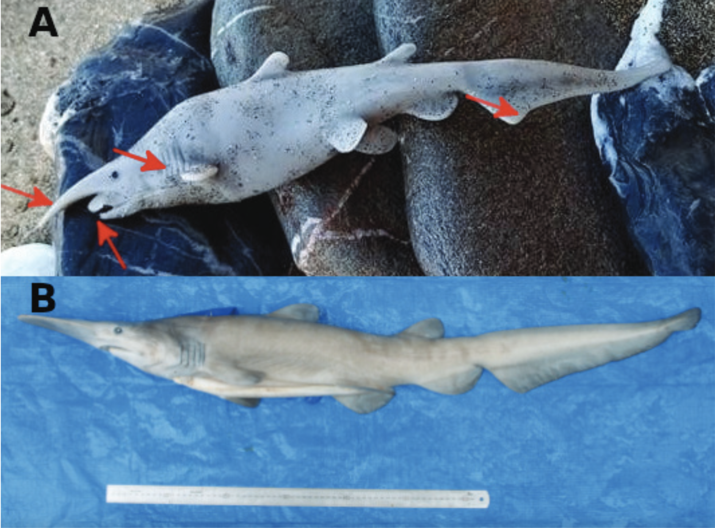 Were Scientists Duped by a Plastic Shark Toy? | Smart News - Vimarsana News