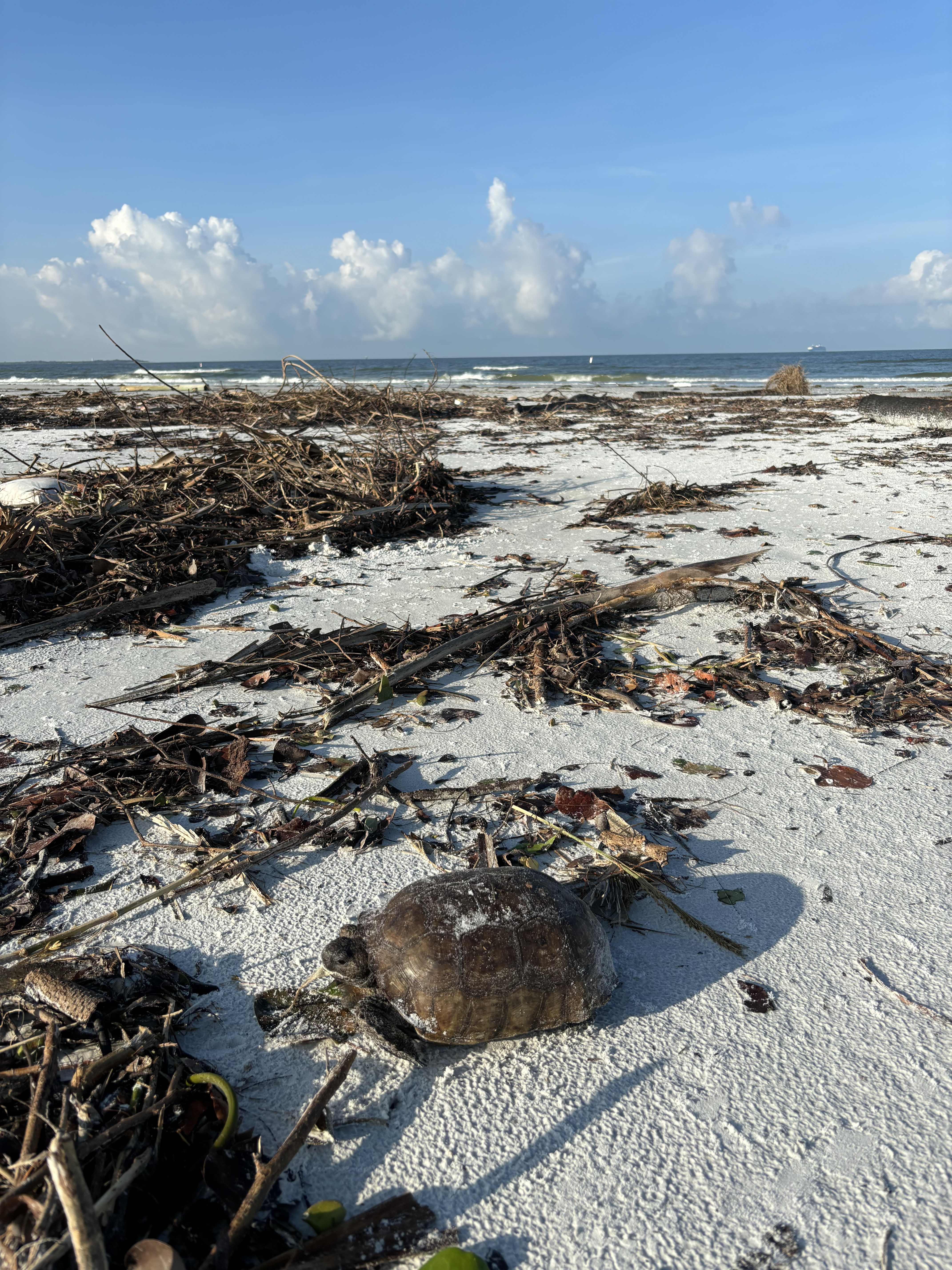 Tortoise on beach with debris