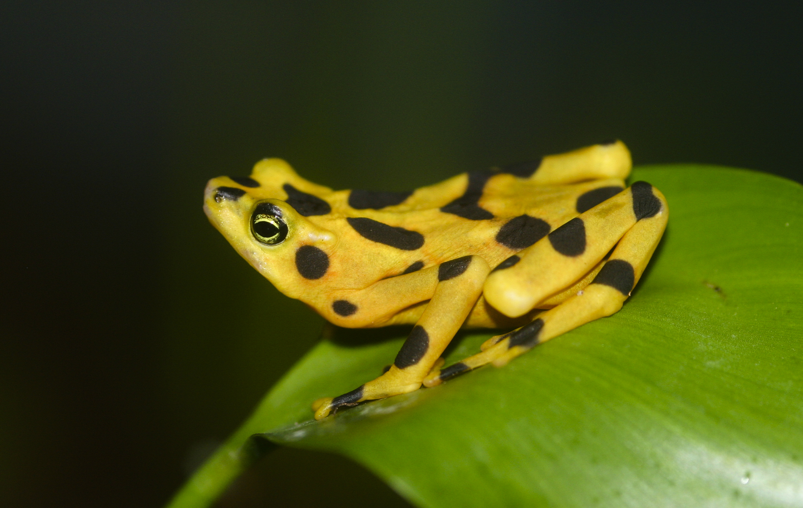 Amphibian Plague Led to Malaria Surge in Humans | Smart News - Vimarsana News