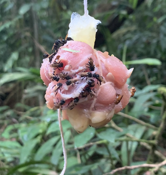 Why Vulture Bees Prefer Rotting Flesh Over Pollen | Smart News - Vimarsana News