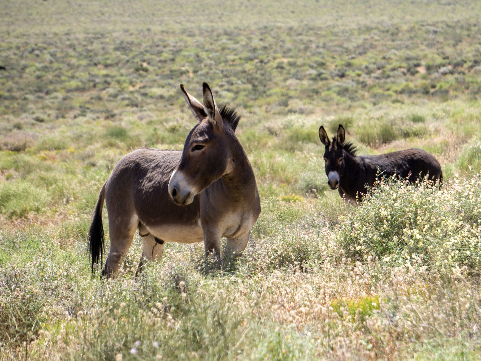 Cougars Are Killing Feral Donkeys, and That's Good for Wetlands | Science - Vimarsana News