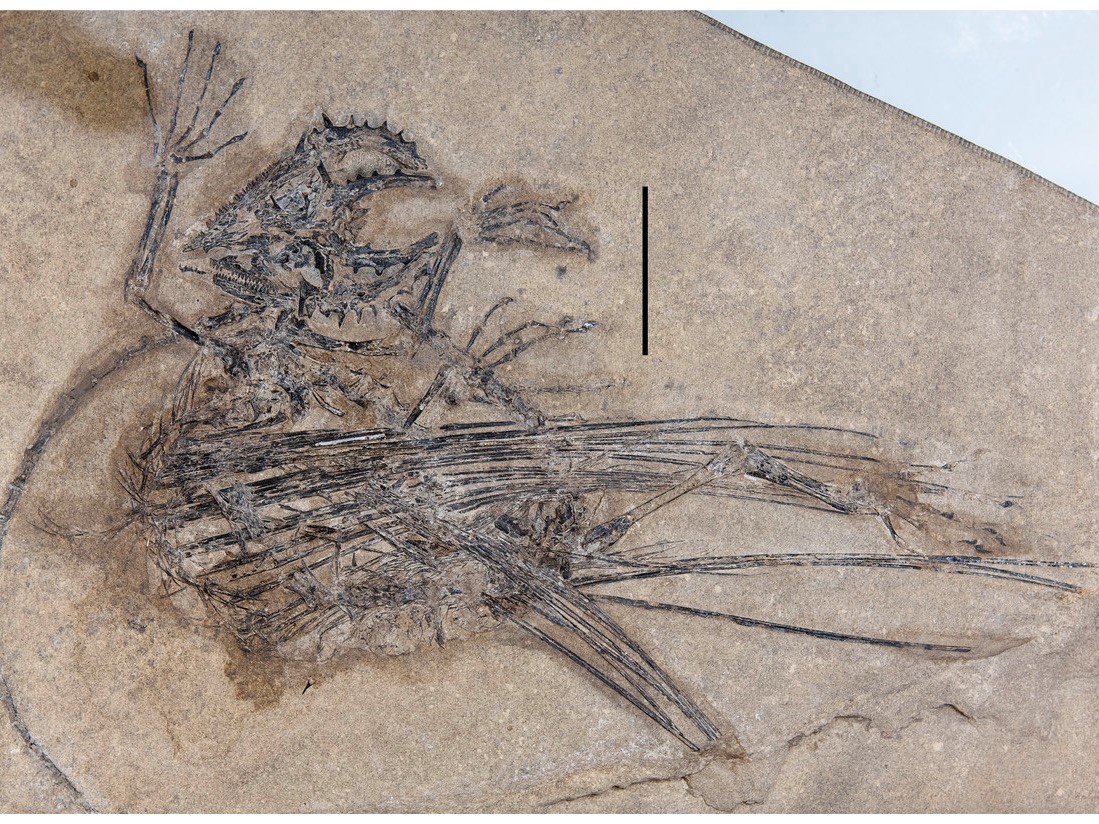 The Oldest Airborne Animal Was a Reptile With 'Weird' Wings - Vimarsana News