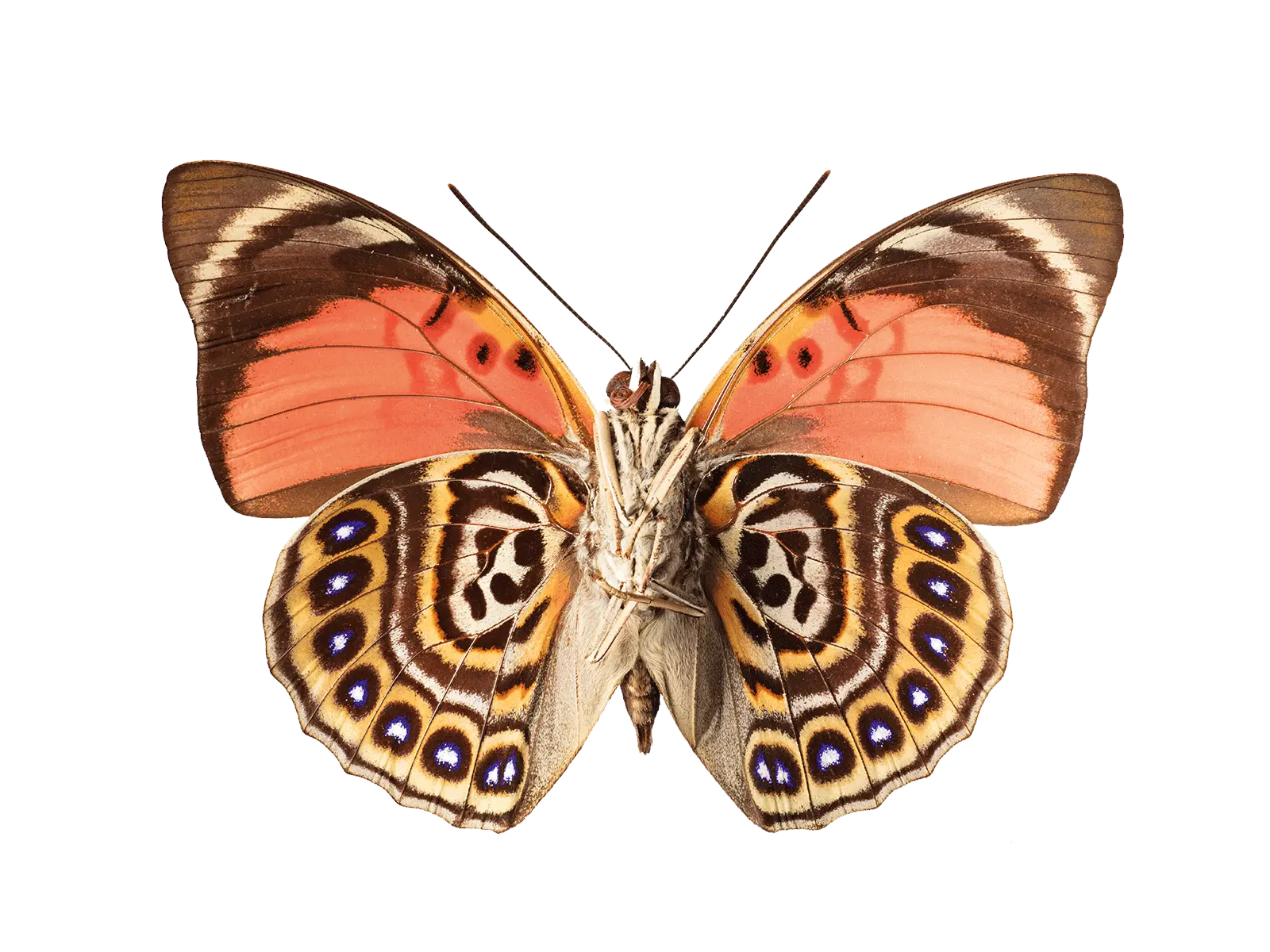 Claudina butterfly