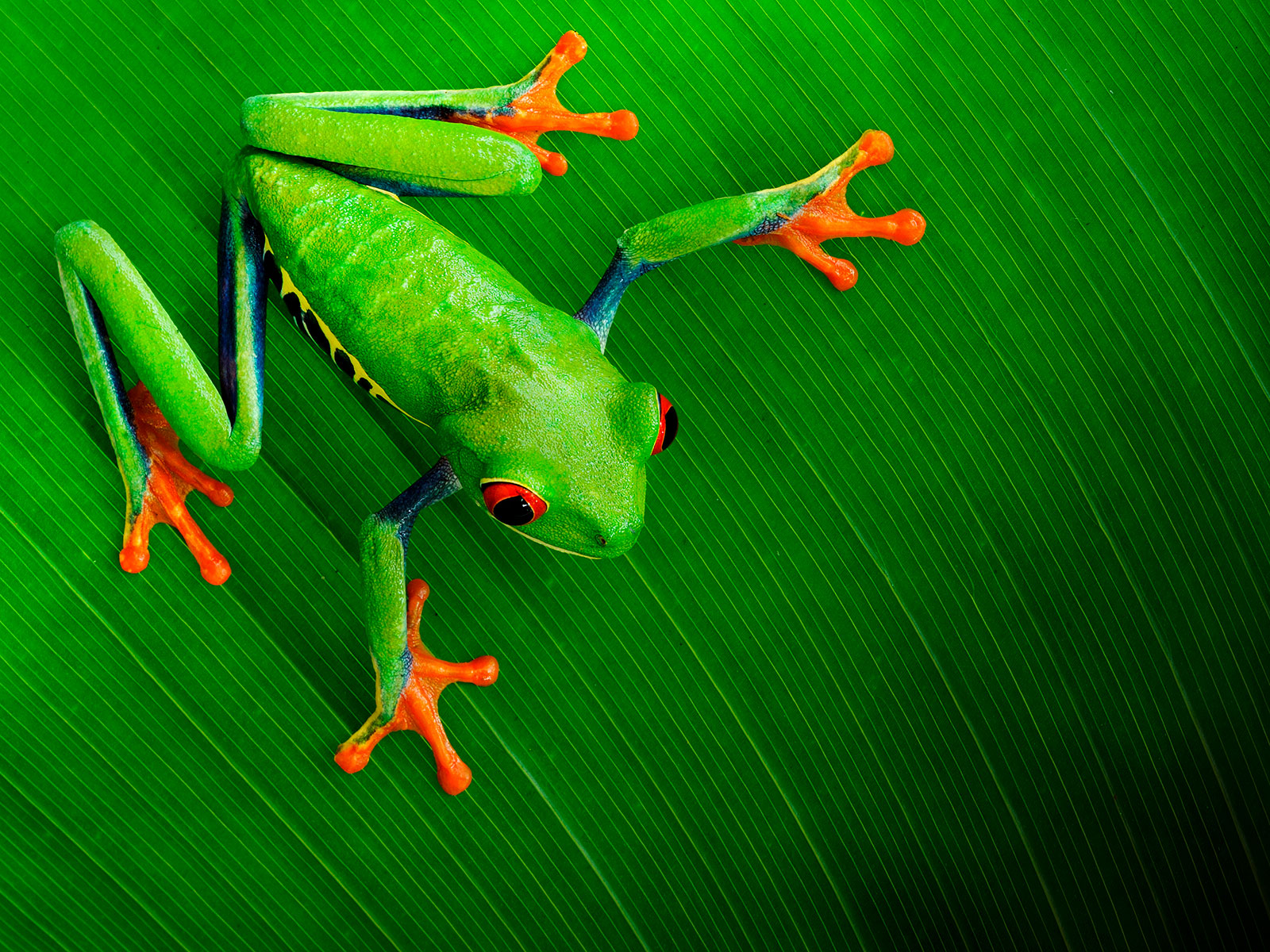 Why Frogs Survived the Asteroid That Wiped Out the Dinosaurs | Science - Vimarsana News