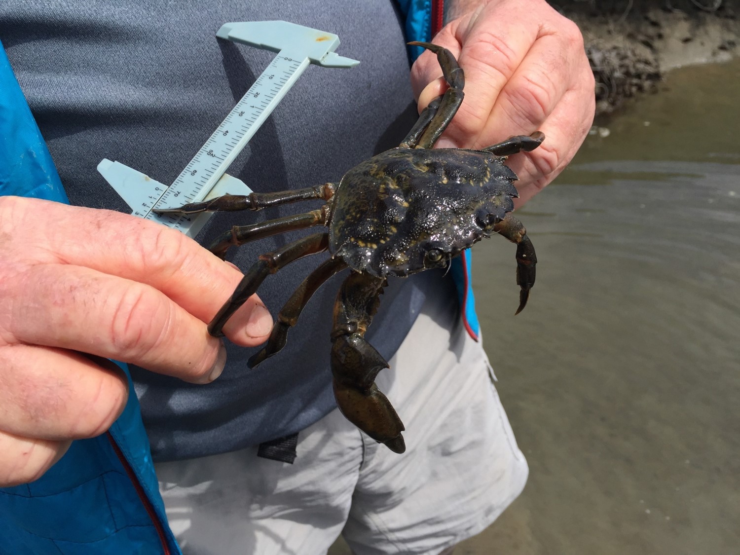 New Hampshire Distillery Makes Whiskey Out of Invasive Crabs | Smart News - Vimarsana News
