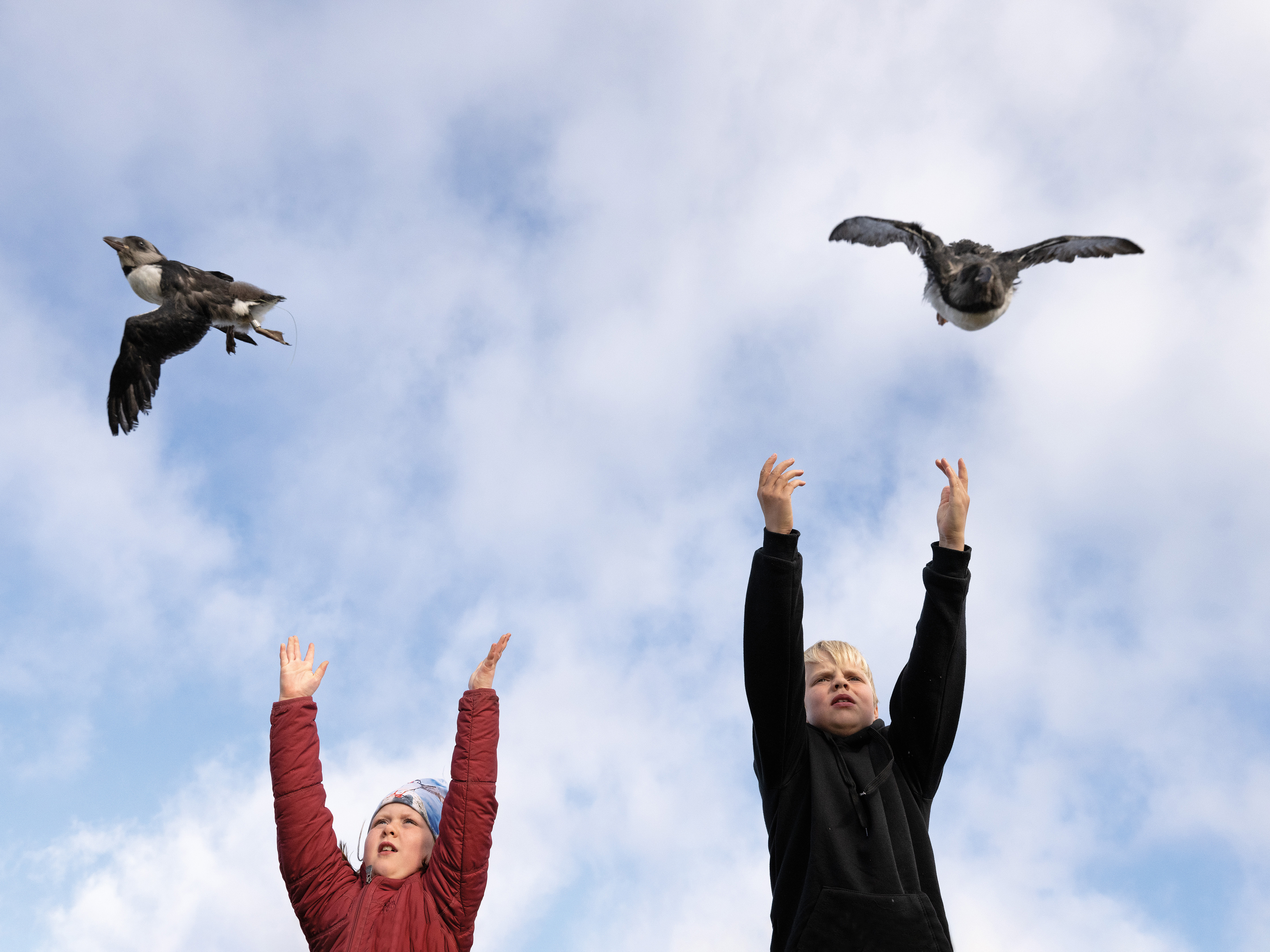 An Icelandic Town Goes All Out to Save Baby Puffins | Science - Vimarsana News