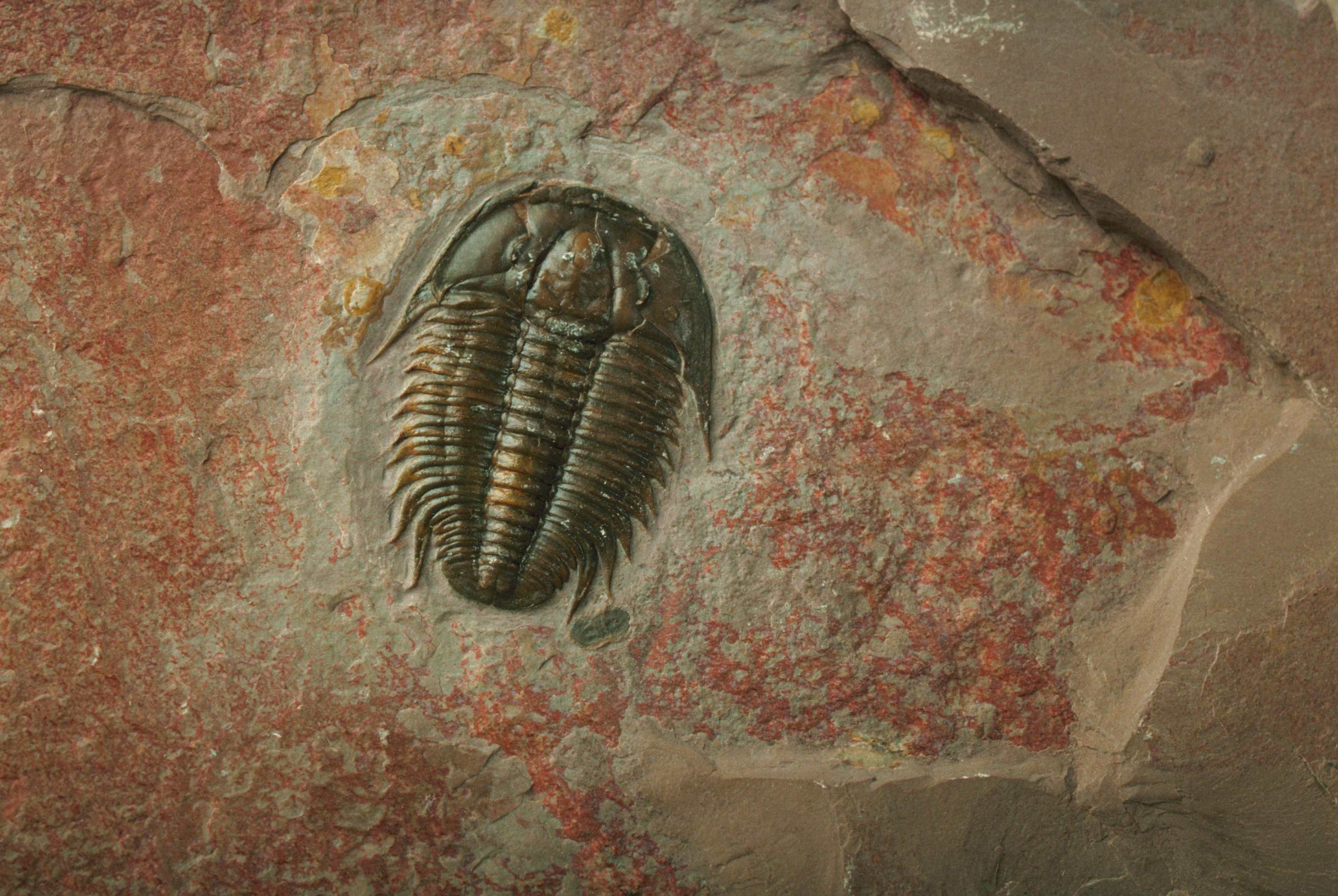 Five Places to See Trilobites in the United States | Travel - Vimarsana News