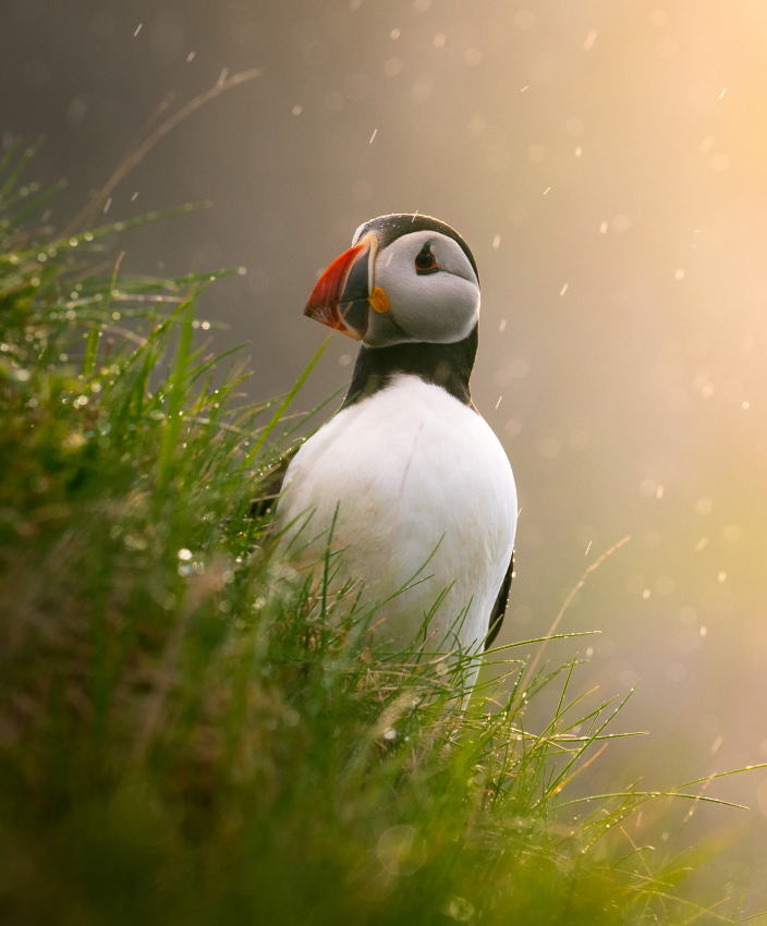See 15 Amazing Wildlife Images From the Sony World Photography Awards | Smart News - Vimarsana News
