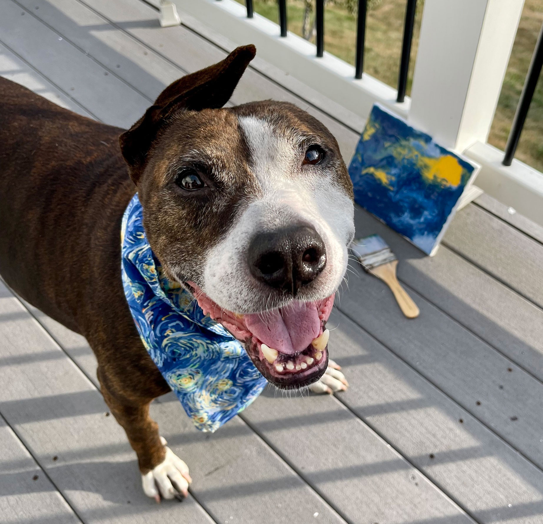 Paintings by Rescue Dog Named van Gogh Raise Thousands for Charity | Smart News - Vimarsana News