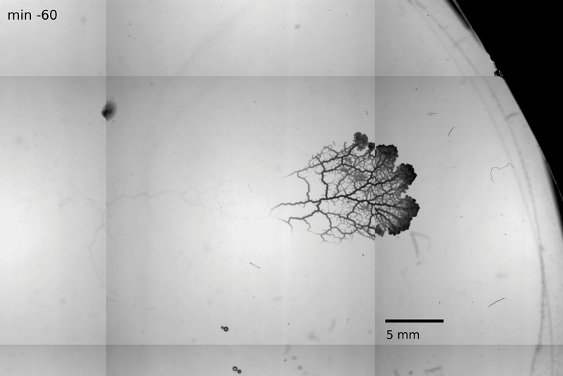 A gif of a slime mold moving to locate food