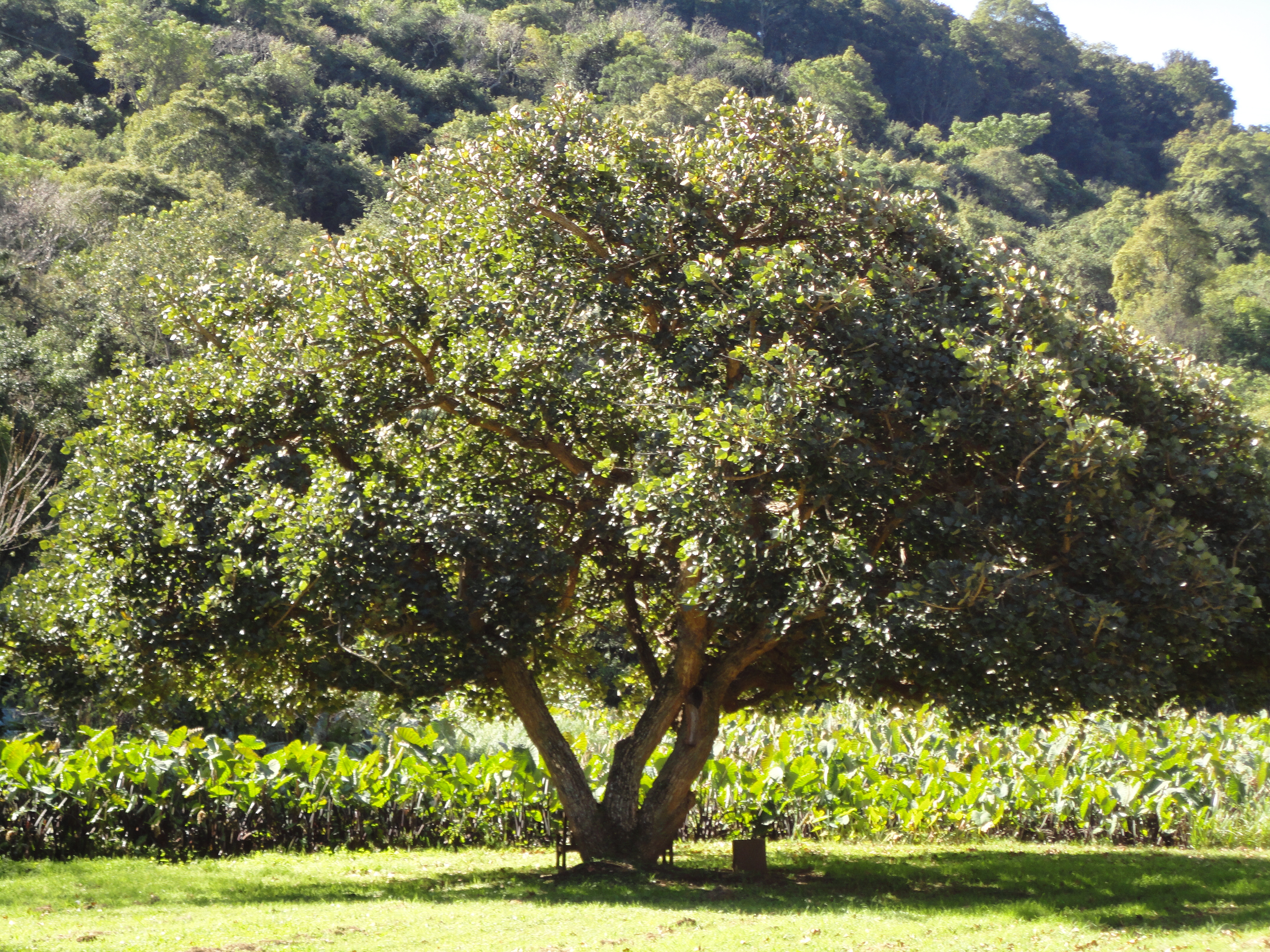 a short, leafy green tree in front of a field and hill