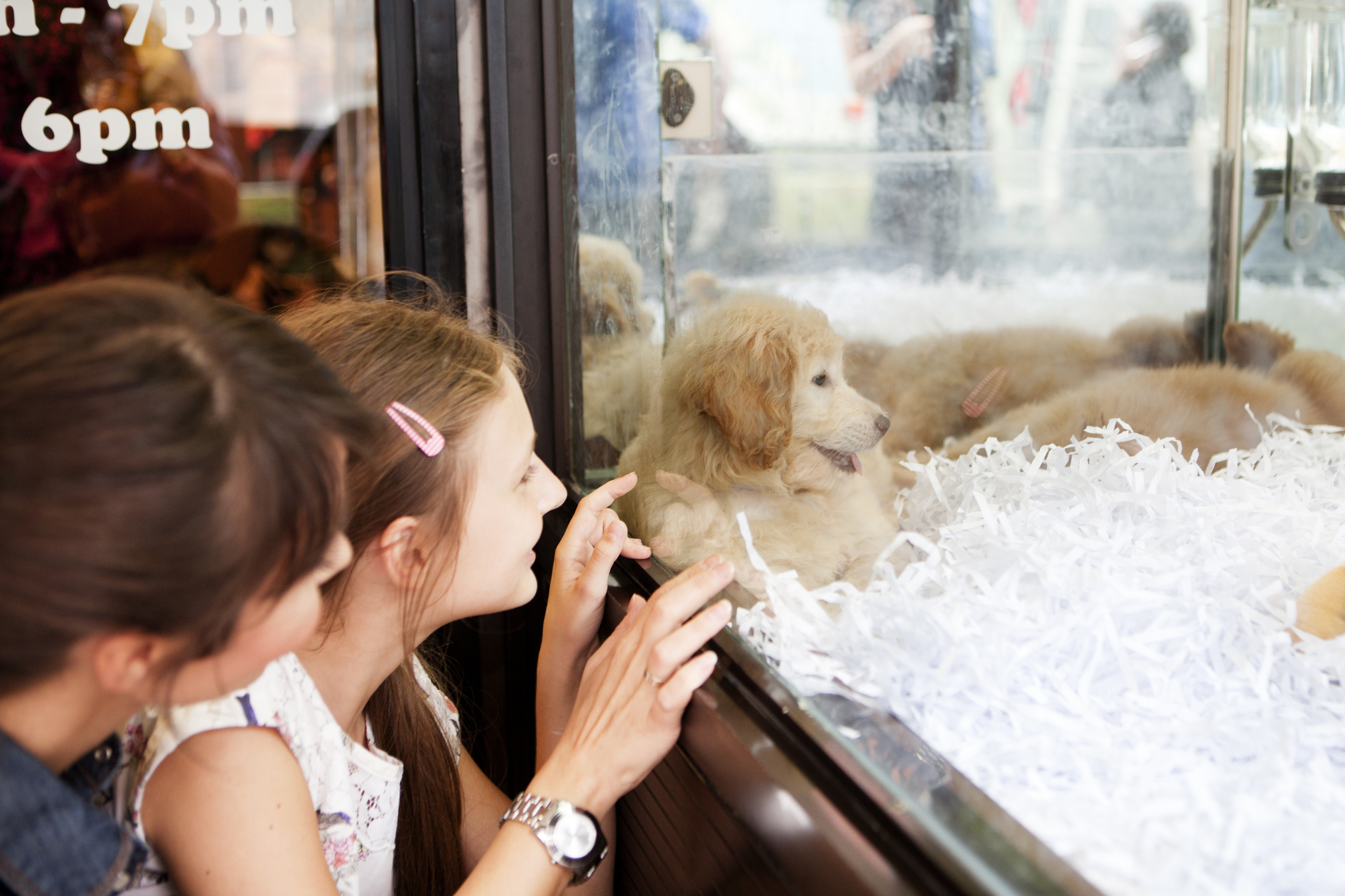 New York Bans Sale of Dogs, Cats and Rabbits in Pet Stores | Smart News - Vimarsana News