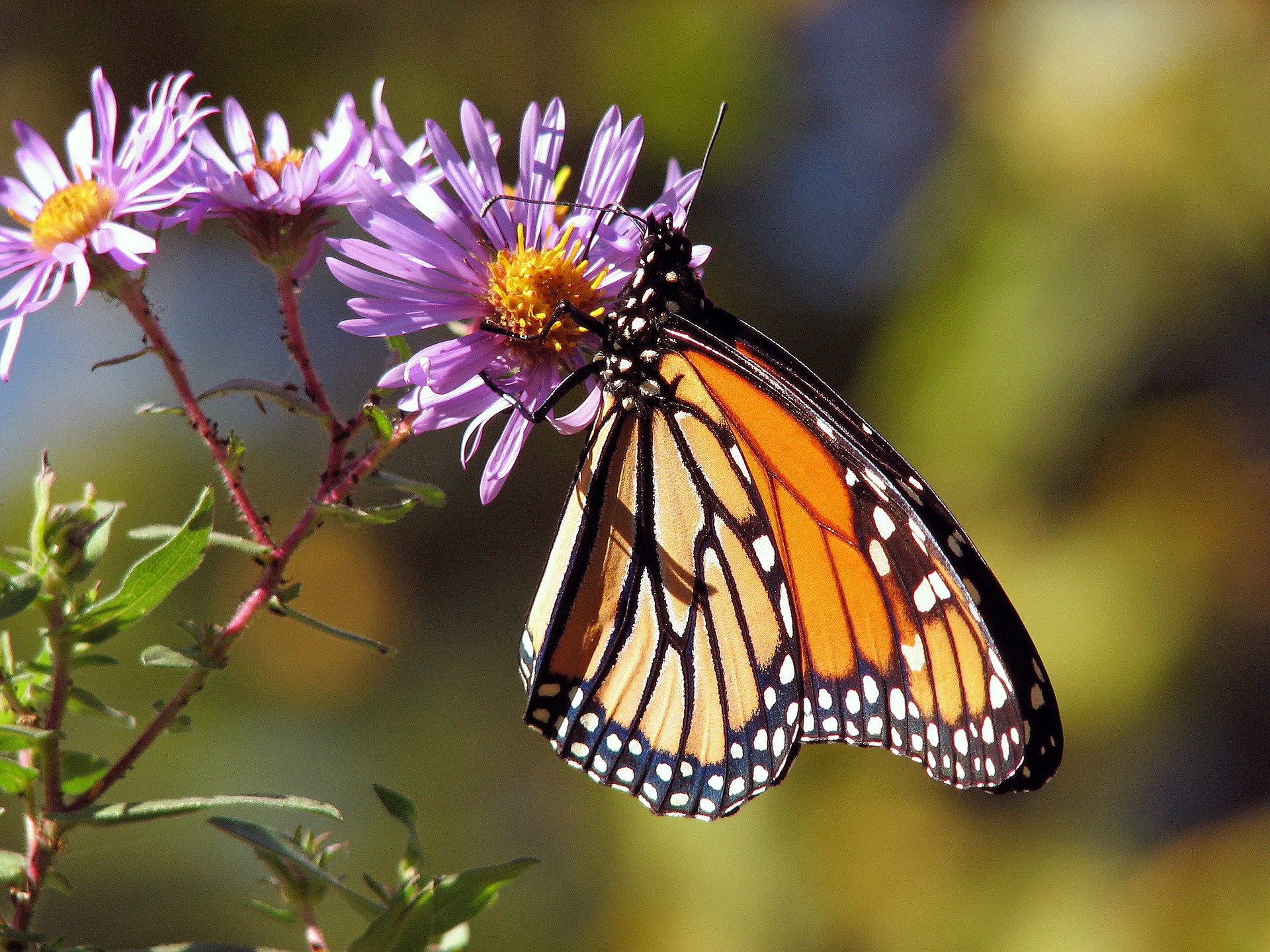 Migratory Monarch Butterflies Are Listed as an Endangered Species | Smart News - Vimarsana News