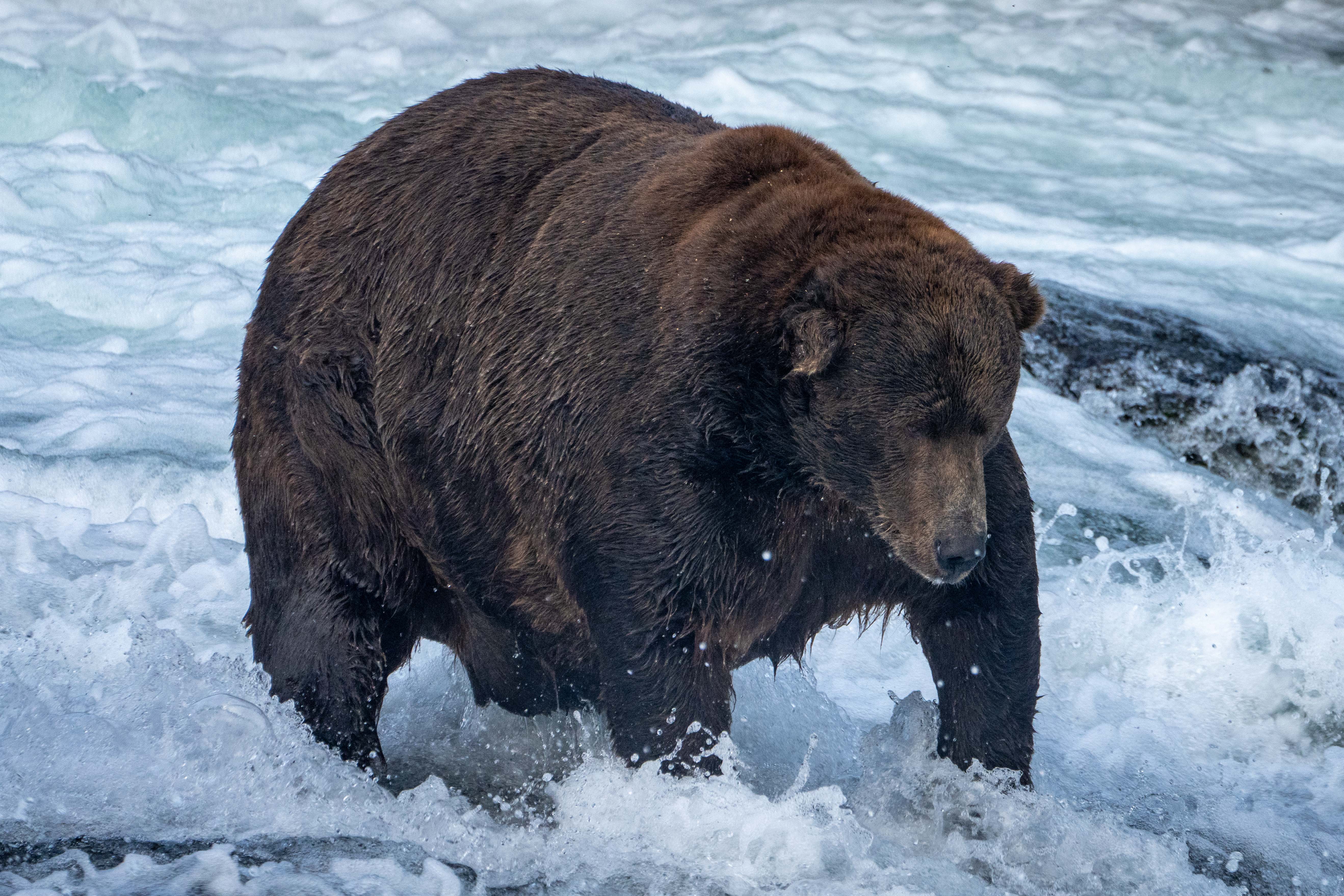 Bear 747 Overcomes Scandal to Win Fat Bear Week | Smart News - Vimarsana News