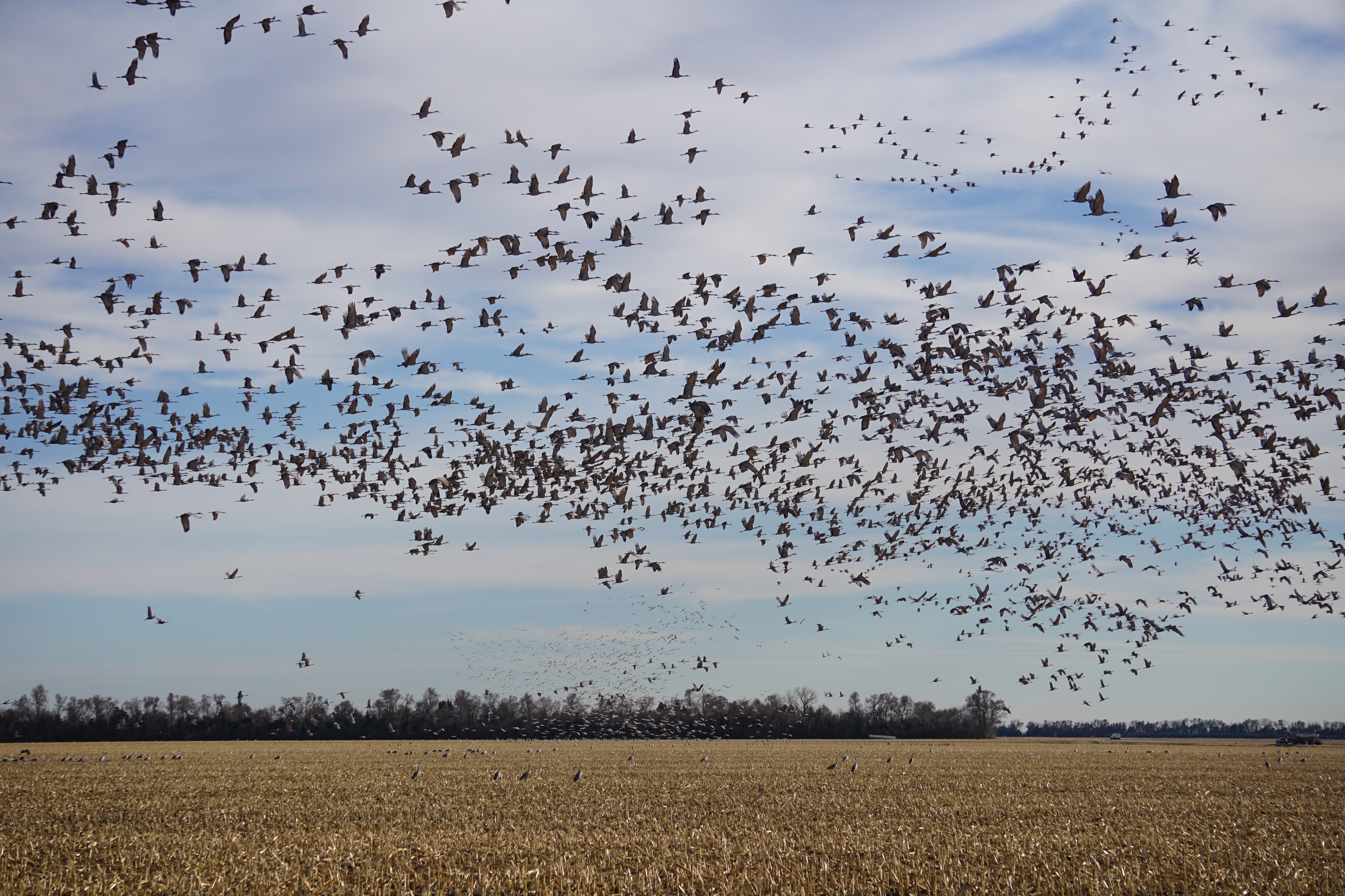 How to See the Sandhill Cranes in Nebraska | Smart News - Vimarsana News