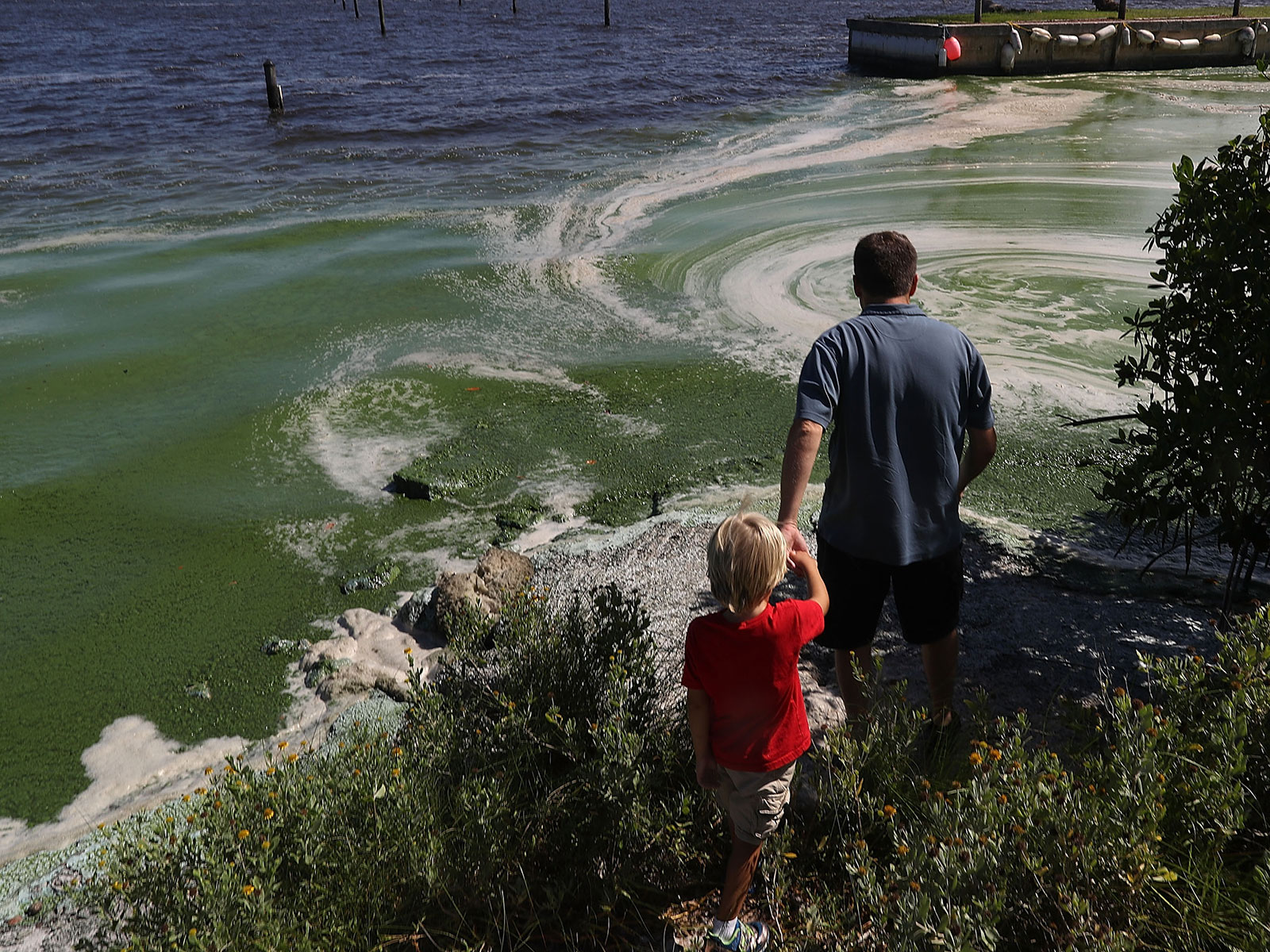 Florida's Love-Hate Relationship With Phosphorus | Science - Vimarsana News